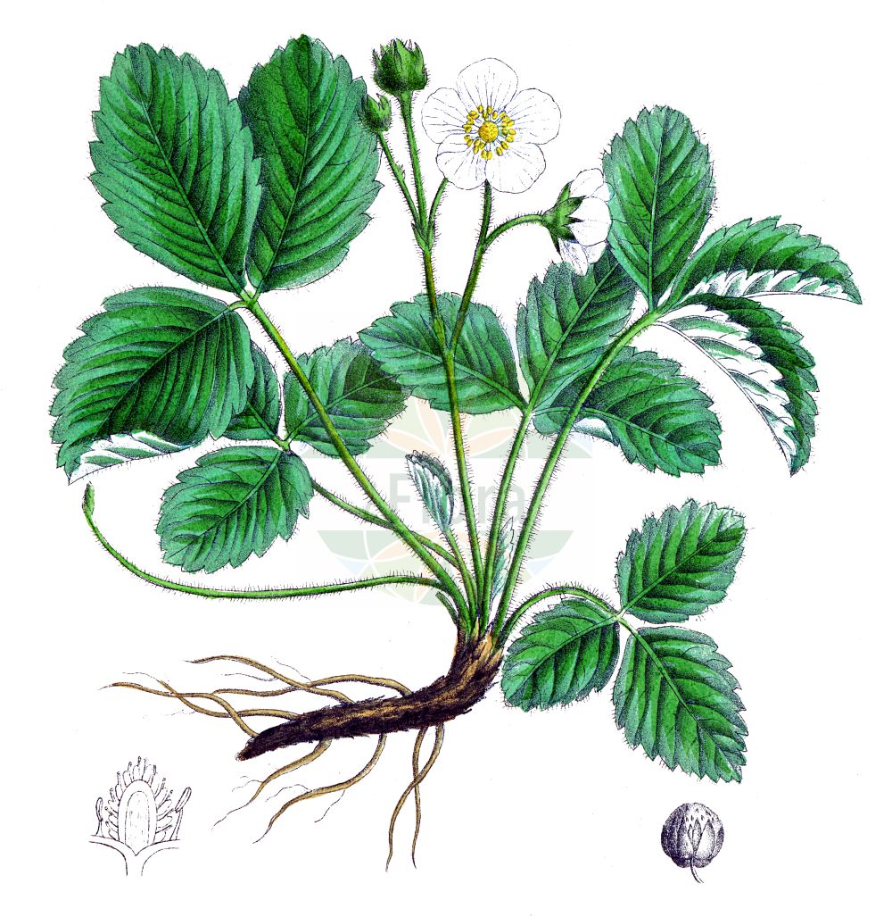 Historische Abbildung von Fragaria viridis (Hügel-Erbeere - Creamy Strawberry). Das Bild zeigt Blatt, Bluete, Frucht und Same. ---- Historical Drawing of Fragaria viridis (Hügel-Erbeere - Creamy Strawberry). The image is showing leaf, flower, fruit and seed.(Fragaria viridis,Hügel-Erbeere,Creamy Strawberry,Dactylophyllum ehrhartii,Fragaria bargea,Fragaria bifera,Fragaria breslingea,Fragaria calycina,Fragaria campana,Fragaria cerinoalba,Fragaria collina,Fragaria collivaga,Fragaria consobrina,Fragaria drymophila,Fragaria dumetorum,Fragaria heterophila,Fragaria majaufea,Fragaria nigra,Fragaria pistillaris,Fragaria rubricaulis,Fragaria silvulicola,Fragaria soyieriana,Fragaria suecica,Fragaria thomasiana,Fragaria viridis,Fragaria zapateriana,Huegel-Erbeere,Huegel-Erdbeere,Knackbeere,Creamy Strawberry,Green Strawberry,Fragaria,Erdbeere,Strawberry,Rosaceae,Rosengewächse,Rose family,Blatt,Bluete,Frucht,Same,leaf,flower,fruit,seed,Dietrich (1833-1844))