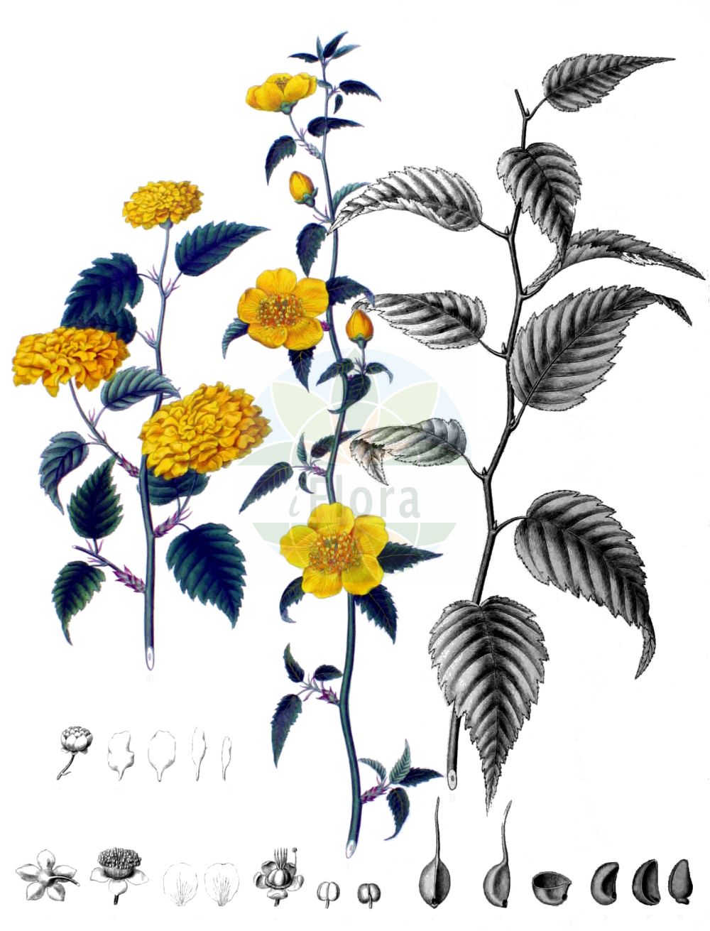 Historische Abbildung von Kerria japonica (Kerria). Das Bild zeigt Blatt, Bluete, Frucht und Same. ---- Historical Drawing of Kerria japonica (Kerria). The image is showing leaf, flower, fruit and seed.(Kerria japonica,Kerria,Corchorus japonicus,Kerria japonica,Rubus japonicus,Spiraea japonica,Kerria,Rosaceae,Rosengewächse,Rose family,Blatt,Bluete,Frucht,Same,leaf,flower,fruit,seed,von Siebold & Zuccarini (1835-1875))