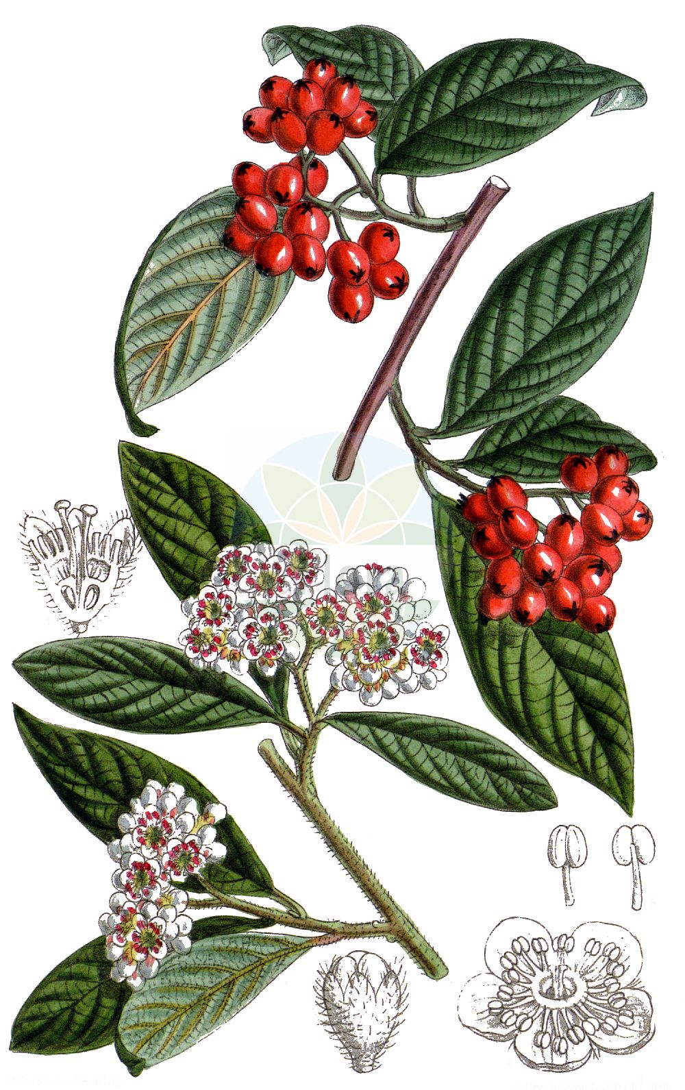 Historische Abbildung von Cotoneaster salicifolius (Willow-leaved Cotoneaster). Das Bild zeigt Blatt, Bluete, Frucht und Same. ---- Historical Drawing of Cotoneaster salicifolius (Willow-leaved Cotoneaster). The image is showing leaf, flower, fruit and seed.(Cotoneaster salicifolius,Willow-leaved Cotoneaster,Cotoneaster salicifolius,Cotoneaster,Zwergmispel,Dwarf Cotoneaster,Rosaceae,Rosengewächse,Rose family,Blatt,Bluete,Frucht,Same,leaf,flower,fruit,seed)