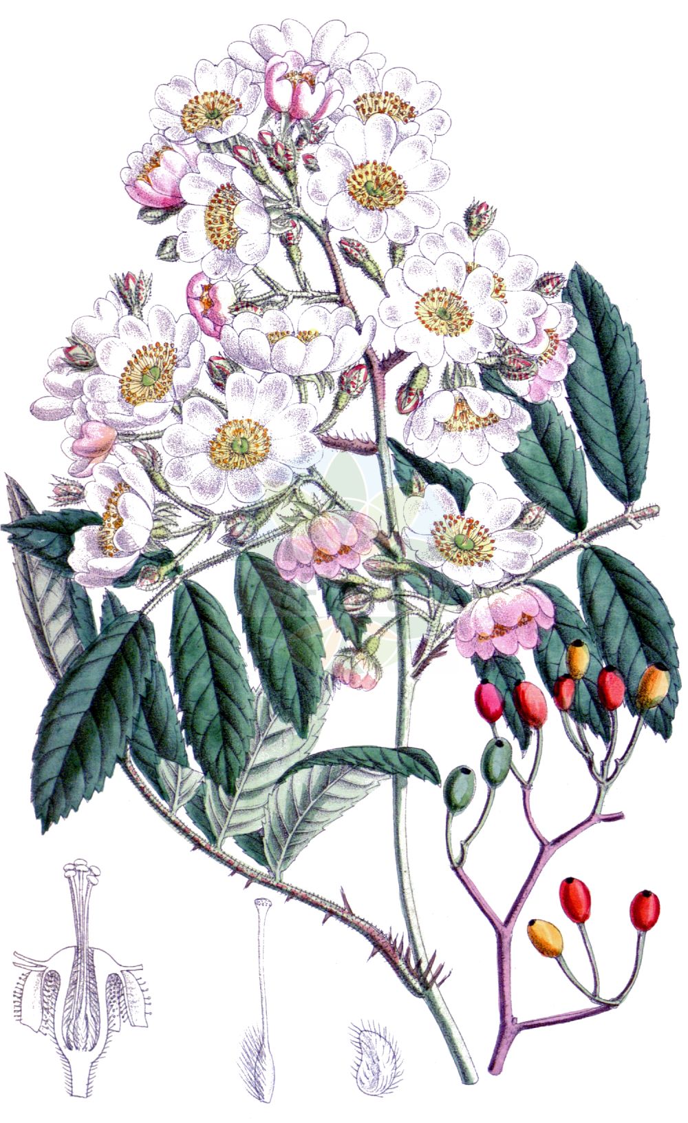 Historische Abbildung von Rosa multiflora (Many-flowered Rose). Das Bild zeigt Blatt, Bluete, Frucht und Same. ---- Historical Drawing of Rosa multiflora (Many-flowered Rose). The image is showing leaf, flower, fruit and seed.(Rosa multiflora,Many-flowered Rose,Rosa multiflora,Rosa,Rose,Rose,Rosaceae,Rosengewächse,Rose family,Blatt,Bluete,Frucht,Same,leaf,flower,fruit,seed)