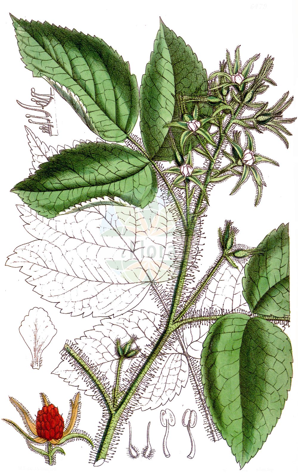 Historische Abbildung von Rubus phoenicolasius (Rotborstige Himbeere - Japanese Wineberry). Das Bild zeigt Blatt, Bluete, Frucht und Same. ---- Historical Drawing of Rubus phoenicolasius (Rotborstige Himbeere - Japanese Wineberry). The image is showing leaf, flower, fruit and seed.(Rubus phoenicolasius,Rotborstige Himbeere,Japanese Wineberry,Rubus phoenicolasius,Rotborstige Himbeere,Japanese Wineberry,Wineberry,Purple-hair Bramble,Wine Raspberry,Rubus,Brombeere,Raspberry,Rosaceae,Rosengewächse,Rose family,Blatt,Bluete,Frucht,Same,leaf,flower,fruit,seed)