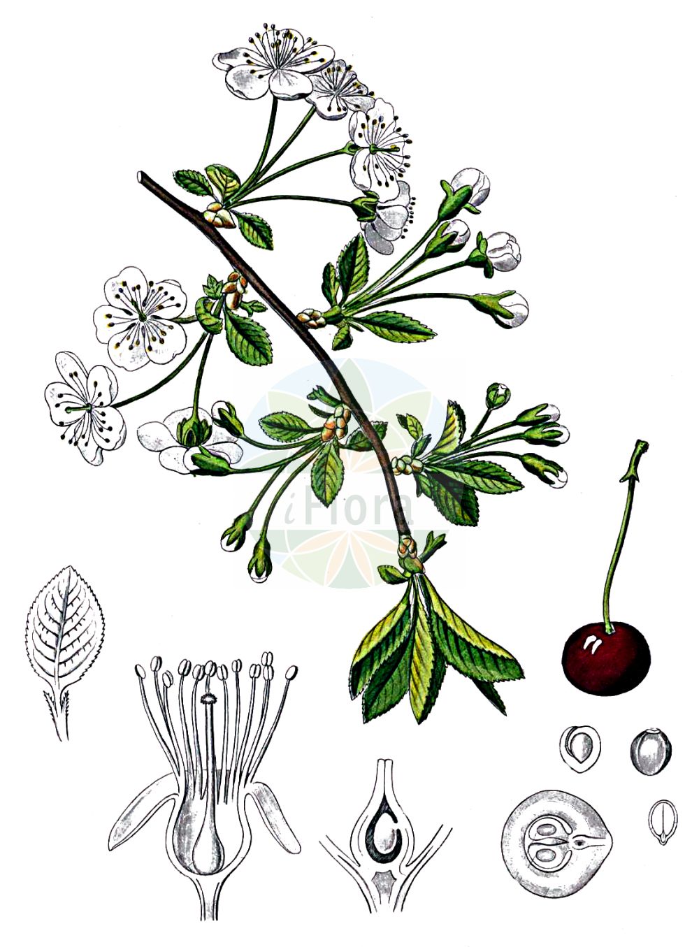 Historische Abbildung von Prunus cerasus (Sauer-Kirsche - Dwarf Cherry). Das Bild zeigt Blatt, Bluete, Frucht und Same. ---- Historical Drawing of Prunus cerasus (Sauer-Kirsche - Dwarf Cherry). The image is showing leaf, flower, fruit and seed.(Prunus cerasus,Sauer-Kirsche,Dwarf Cherry,Cerasus acida,Cerasus austera,Cerasus collina,Cerasus vulgaris,Prunus acida,Prunus caproniana,Prunus cerasus,Prunus cerasus subsp. acida,Sauer-Kirsche,Baum-Sauer-Kirsche,Strauch-Weichsel,Weichsel,Dwarf Cherry,Amarello Cherry,Sour Cherry,Tart Cherry,Prunus,Kirsche,Plum,Rosaceae,Rosengewächse,Rose family,Blatt,Bluete,Frucht,Same,leaf,flower,fruit,seed,Kohl (1891-1895))