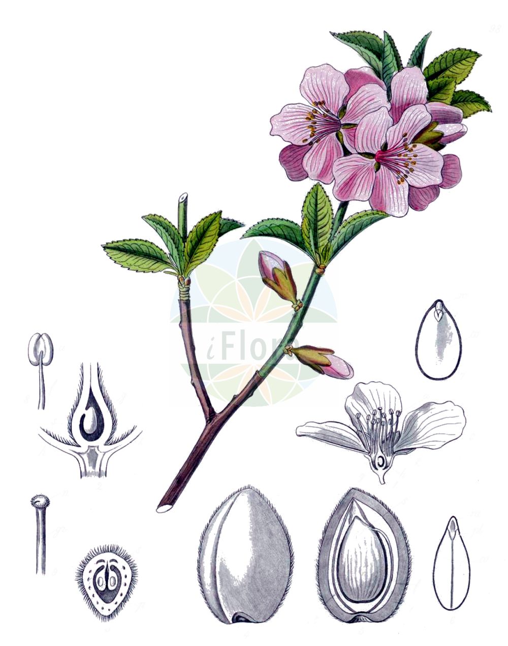 Historische Abbildung von Prunus dulcis (Almond). Das Bild zeigt Blatt, Bluete, Frucht und Same. ---- Historical Drawing of Prunus dulcis (Almond). The image is showing leaf, flower, fruit and seed.(Prunus dulcis,Almond,Amygdalus amara,Amygdalus communis,Amygdalus dulcis,Amygdalus elata,Amygdalus fragilis,Amygdalus korshinskyi,Amygdalus ramonensis,Amygdalus sativa,Druparia amygdalus,Prunus amygdalus,Prunus dulcis,Prunus korshinskyi,Prunus,Kirsche,Plum,Rosaceae,Rosengewächse,Rose family,Blatt,Bluete,Frucht,Same,leaf,flower,fruit,seed,Kohl (1891-1895))