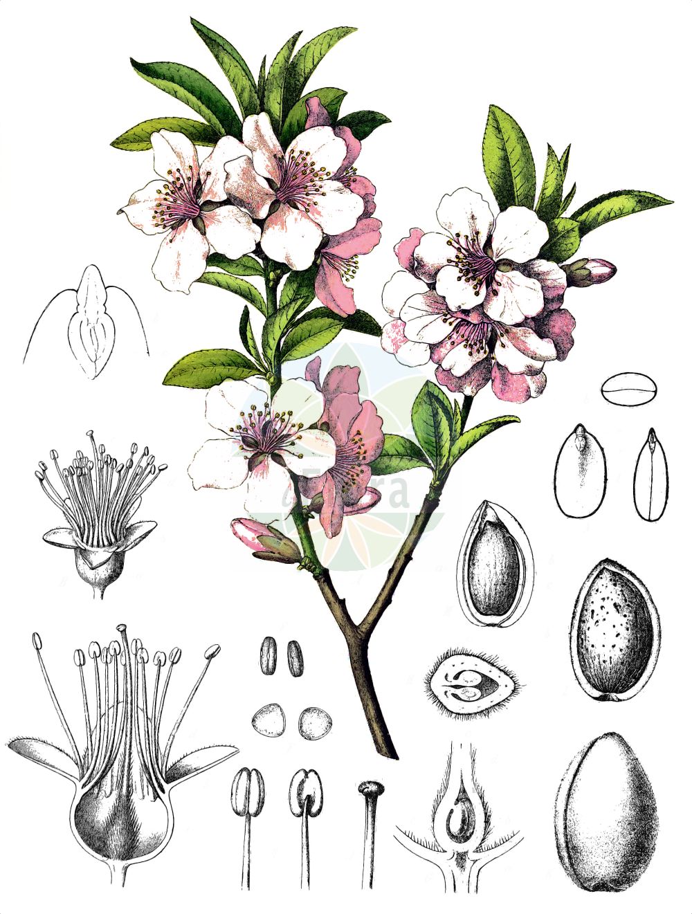 Historische Abbildung von Prunus dulcis (Almond). Das Bild zeigt Blatt, Bluete, Frucht und Same. ---- Historical Drawing of Prunus dulcis (Almond). The image is showing leaf, flower, fruit and seed.(Prunus dulcis,Almond,Amygdalus amara,Amygdalus communis,Amygdalus dulcis,Amygdalus elata,Amygdalus fragilis,Amygdalus korshinskyi,Amygdalus ramonensis,Amygdalus sativa,Druparia amygdalus,Prunus amygdalus,Prunus dulcis,Prunus korshinskyi,Prunus,Kirsche,Plum,Rosaceae,Rosengewächse,Rose family,Blatt,Bluete,Frucht,Same,leaf,flower,fruit,seed,Berg & Schmidt (1891-1902))
