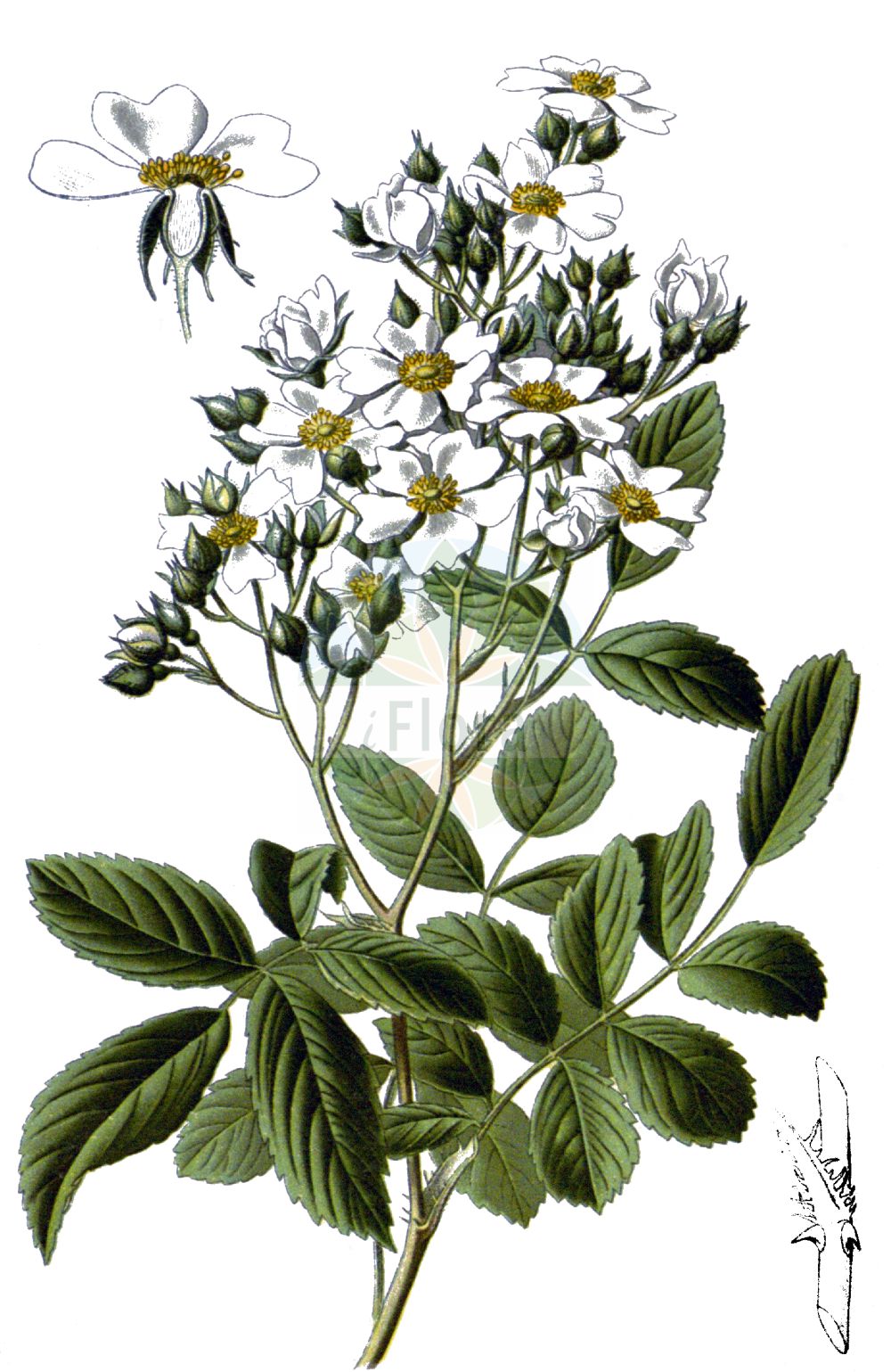 Historische Abbildung von Rosa multiflora (Many-flowered Rose). Das Bild zeigt Blatt, Bluete, Frucht und Same. ---- Historical Drawing of Rosa multiflora (Many-flowered Rose). The image is showing leaf, flower, fruit and seed.(Rosa multiflora,Many-flowered Rose,Rosa multiflora,Rosa,Rose,Rose,Rosaceae,Rosengewächse,Rose family,Blatt,Bluete,Frucht,Same,leaf,flower,fruit,seed,Step et al. (1896-1897))
