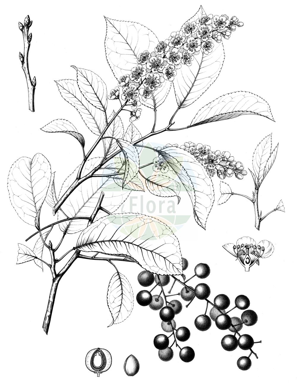 Historische Abbildung von Prunus virginiana (Virginische Trauben-Kirsche - Chokecherry). Das Bild zeigt Blatt, Bluete, Frucht und Same. ---- Historical Drawing of Prunus virginiana (Virginische Trauben-Kirsche - Chokecherry). The image is showing leaf, flower, fruit and seed.(Prunus virginiana,Virginische Trauben-Kirsche,Chokecherry,Padus rubra,Padus virginiana,Prunus virginiana,Prunus virginica,Virginische Trauben-Kirsche,Chokecherry,Common Chokecherry,Prunus,Kirsche,Plum,Rosaceae,Rosengewächse,Rose family,Blatt,Bluete,Frucht,Same,leaf,flower,fruit,seed,Sargent (1891-1902))