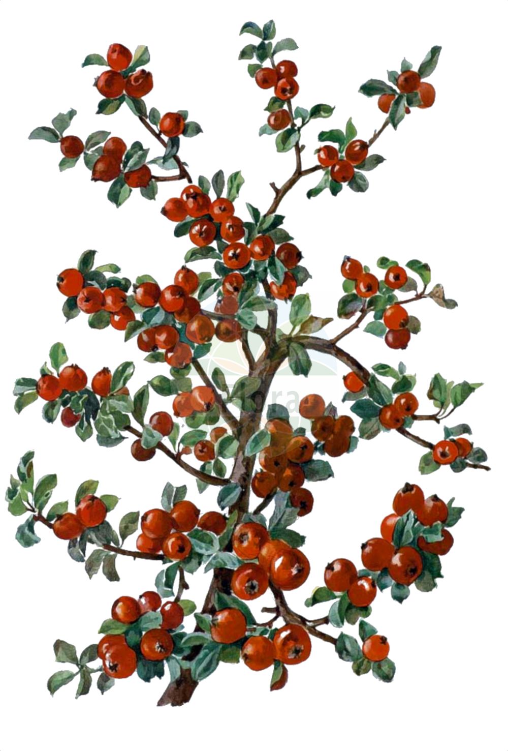 Historische Abbildung von Cotoneaster adpressus (Spalier-Zwergmispel - Creeping Cotoneaster). Das Bild zeigt Blatt, Bluete, Frucht und Same. ---- Historical Drawing of Cotoneaster adpressus (Spalier-Zwergmispel - Creeping Cotoneaster). The image is showing leaf, flower, fruit and seed.(Cotoneaster adpressus,Spalier-Zwergmispel,Creeping Cotoneaster,Cotoneaster adpressus,Spalier-Zwergmispel,Creeping Cotoneaster,Adpressed Cotoneaster,Cotoneaster,Zwergmispel,Dwarf Cotoneaster,Rosaceae,Rosengewächse,Rose family,Blatt,Bluete,Frucht,Same,leaf,flower,fruit,seed)