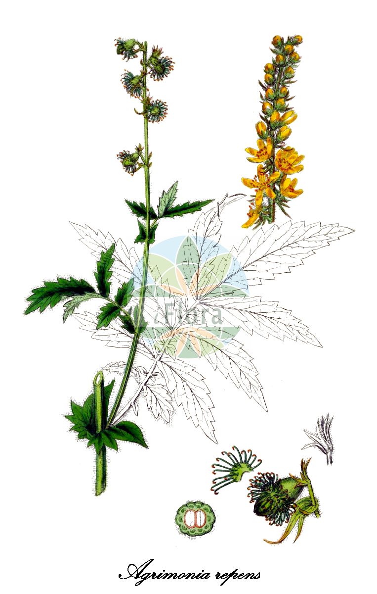 Historische Abbildung von Agrimonia repens. Das Bild zeigt Blatt, Bluete, Frucht und Same. ---- Historical Drawing of Agrimonia repens. The image is showing leaf, flower, fruit and seed.(Agrimonia repens,Agrimonia odorata,Agrimonia,Odermennig,Agrimony,Rosaceae,Rosengewächse,Rose family,Blatt,Bluete,Frucht,Same,leaf,flower,fruit,seed,Sowerby (1790-1813))
