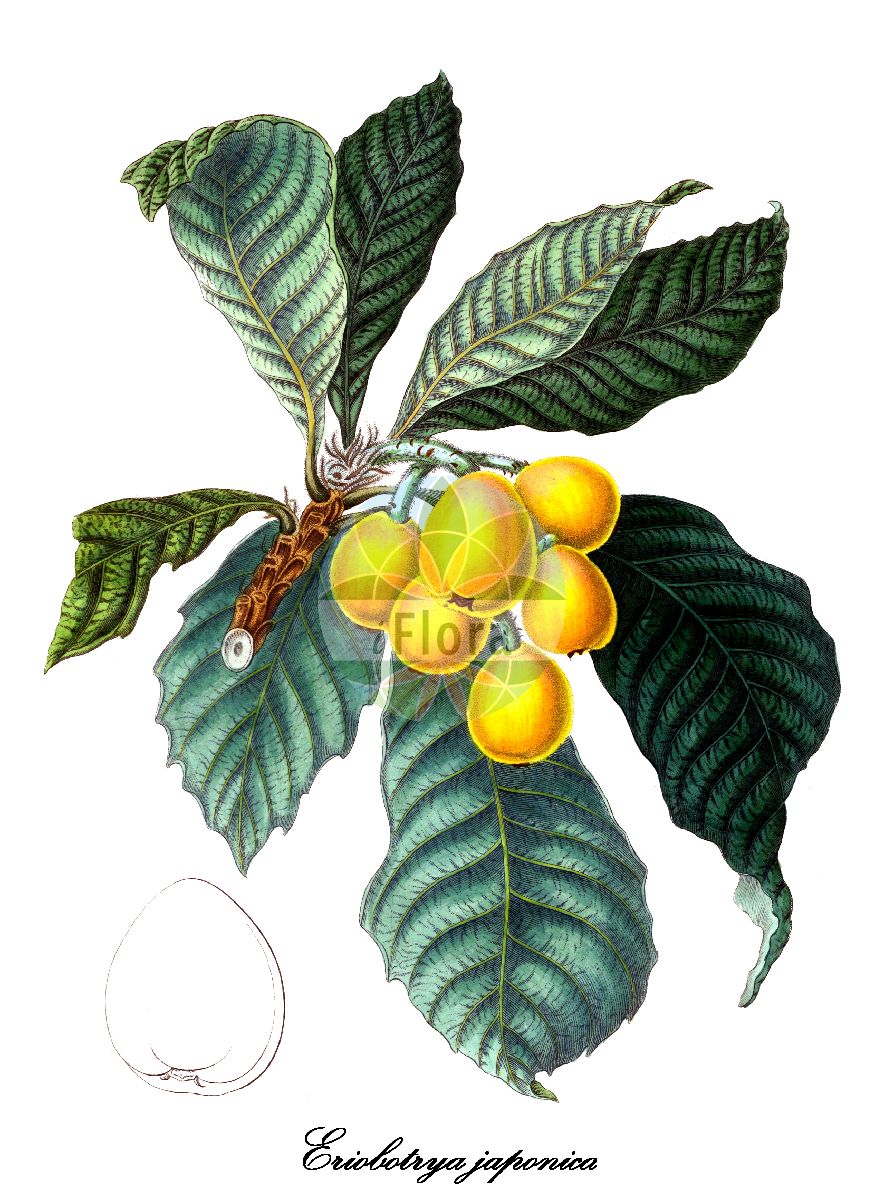 Historische Abbildung von Eriobotrya japonica (Japanische Mispel). Das Bild zeigt Blatt, Bluete, Frucht und Same. ---- Historical Drawing of Eriobotrya japonica (Japanische Mispel). The image is showing leaf, flower, fruit and seed.(Eriobotrya japonica,Japanische Mispel,Mespilus japonica,Eriobotrya,Japanische Mispel,Loquat,Rosaceae,Rosengewächse,Rose family,Blatt,Bluete,Frucht,Same,leaf,flower,fruit,seed,Bertuch (1815-1824))
