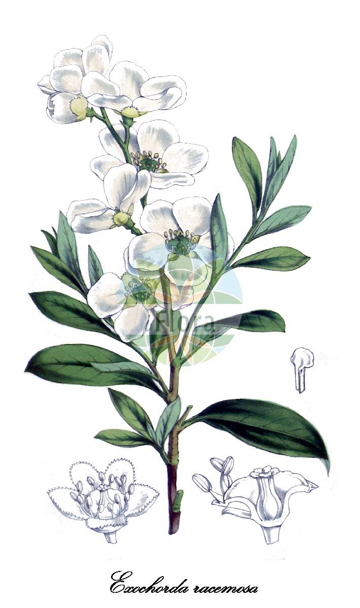 Historische Abbildung von Exochorda racemosa (Common pearlbrush). Das Bild zeigt Blatt, Bluete, Frucht und Same. ---- Historical Drawing of Exochorda racemosa (Common pearlbrush). The image is showing leaf, flower, fruit and seed.(Exochorda racemosa,Common pearlbrush,Albertia simplicifolia,Amelanchier racemosa,Exochorda albertii,Exochorda grandiflora,Exochorda korolkowii,Exochorda tianschanica,Spiraea grandiflora,Exochorda,Blumenspiere,Pearlbrush,Rosaceae,Rosengewächse,Rose family,Blatt,Bluete,Frucht,Same,leaf,flower,fruit,seed,Flore des serres et des jardin de l’Europe (1845-1880))