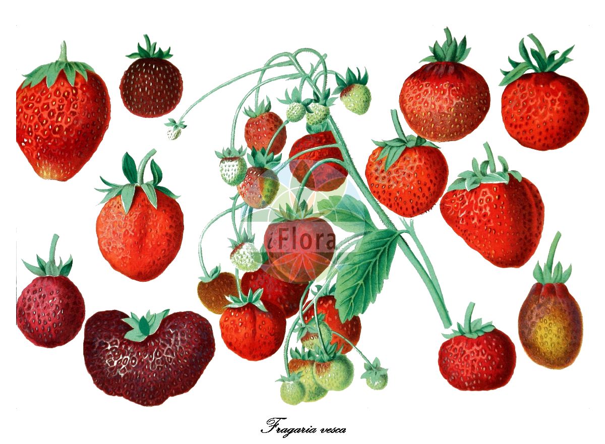 Historische Abbildung von Fragaria vesca (Wald-Erdbeere - Wild Strawberry). Das Bild zeigt Blatt, Bluete, Frucht und Same. ---- Historical Drawing of Fragaria vesca (Wald-Erdbeere - Wild Strawberry). The image is showing leaf, flower, fruit and seed.(Fragaria vesca,Wald-Erdbeere,Wild Strawberry,Dactylophyllum fragaria,Fragaria hortensis,Fragaria abnormis,Fragaria succulenta,Fragaria aliena,Fragaria alpina,Fragaria botryformis,Fragaria bractetata,Fragaria eflagellis,Fragaria florentina,Fragaria helleri,Fragaria minor,Fragaria monophylla,Fragaria multiplex,Fragaria muricata,Fragaria nemoralis,Fragaria nuda,Fragaria portentosa,Fragaria roseiflora,Fragaria semperflorens,Fragaria sylvestris,Fragaria unifolia,Fragaria vulgaris,Potentilla vesca,European Strawberry,Virginia Strawberry,Woodland Strawberry,Fragaria,Erdbeere,Strawberry,Rosaceae,Rosengewächse,Rose family,Blatt,Bluete,Frucht,Same,leaf,flower,fruit,seed,Gartenflora (1868))