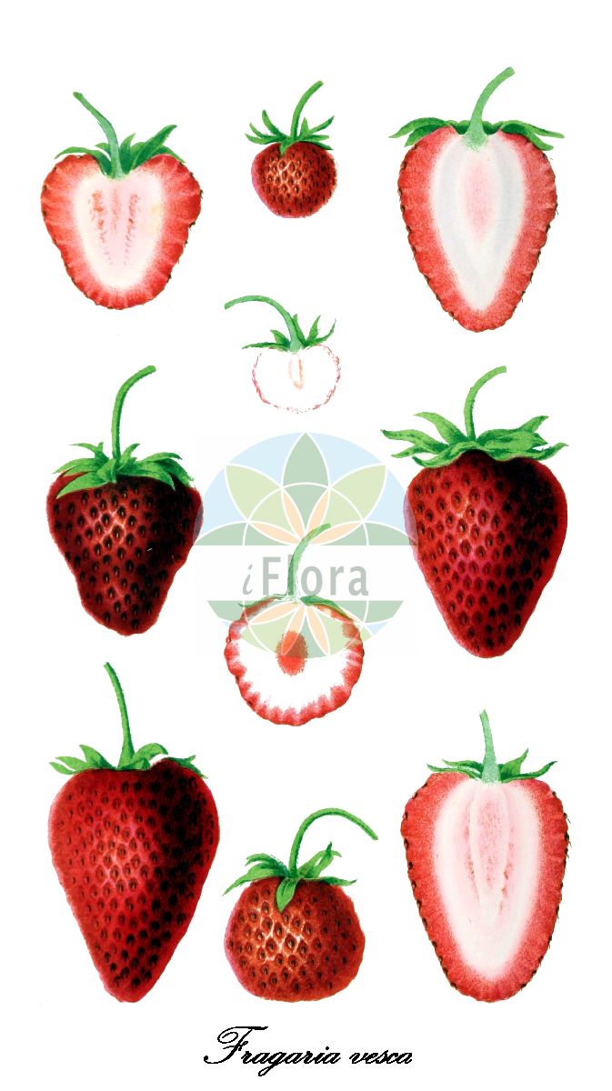Historische Abbildung von Fragaria vesca (Wald-Erdbeere - Wild Strawberry). Das Bild zeigt Blatt, Bluete, Frucht und Same. ---- Historical Drawing of Fragaria vesca (Wald-Erdbeere - Wild Strawberry). The image is showing leaf, flower, fruit and seed.(Fragaria vesca,Wald-Erdbeere,Wild Strawberry,Dactylophyllum fragaria,Fragaria hortensis,Fragaria abnormis,Fragaria succulenta,Fragaria aliena,Fragaria alpina,Fragaria botryformis,Fragaria bractetata,Fragaria eflagellis,Fragaria florentina,Fragaria helleri,Fragaria minor,Fragaria monophylla,Fragaria multiplex,Fragaria muricata,Fragaria nemoralis,Fragaria nuda,Fragaria portentosa,Fragaria roseiflora,Fragaria semperflorens,Fragaria sylvestris,Fragaria unifolia,Fragaria vulgaris,Potentilla vesca,European Strawberry,Virginia Strawberry,Woodland Strawberry,Fragaria,Erdbeere,Strawberry,Rosaceae,Rosengewächse,Rose family,Blatt,Bluete,Frucht,Same,leaf,flower,fruit,seed,Revue horticole (1864))