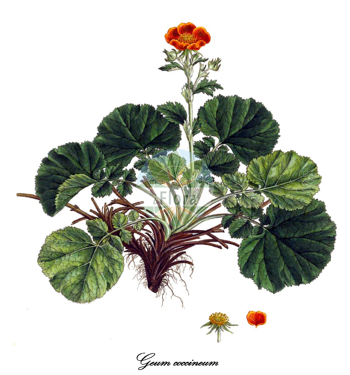Historische Abbildung von Geum coccineum (Rote Nelkenwurz). Das Bild zeigt Blatt, Bluete, Frucht und Same. ---- Historical Drawing of Geum coccineum (Rote Nelkenwurz). The image is showing leaf, flower, fruit and seed.(Geum coccineum,Rote Nelkenwurz,Geum grandiflorum,Geum macedonicum,Geum nitidostylum,Geum sadleri,Geum,Nelkenwurz,Avens,Rosaceae,Rosengewächse,Rose family,Blatt,Bluete,Frucht,Same,leaf,flower,fruit,seed,Sibthorp & Smith (1806-1840))