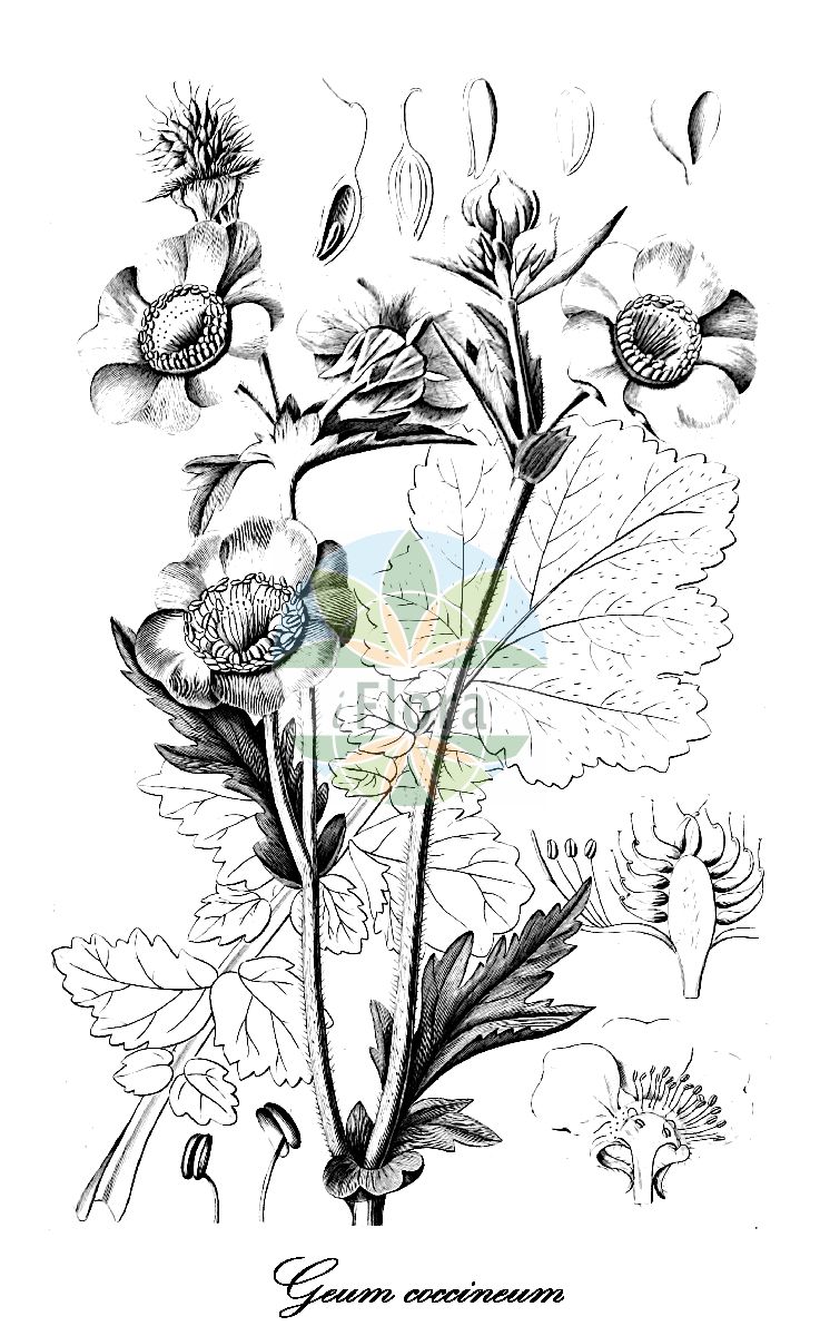 Historische Abbildung von Geum coccineum (Rote Nelkenwurz). Das Bild zeigt Blatt, Bluete, Frucht und Same. ---- Historical Drawing of Geum coccineum (Rote Nelkenwurz). The image is showing leaf, flower, fruit and seed.(Geum coccineum,Rote Nelkenwurz,Geum grandiflorum,Geum macedonicum,Geum nitidostylum,Geum sadleri,Geum,Nelkenwurz,Avens,Rosaceae,Rosengewächse,Rose family,Blatt,Bluete,Frucht,Same,leaf,flower,fruit,seed,Spach (1834-1847))