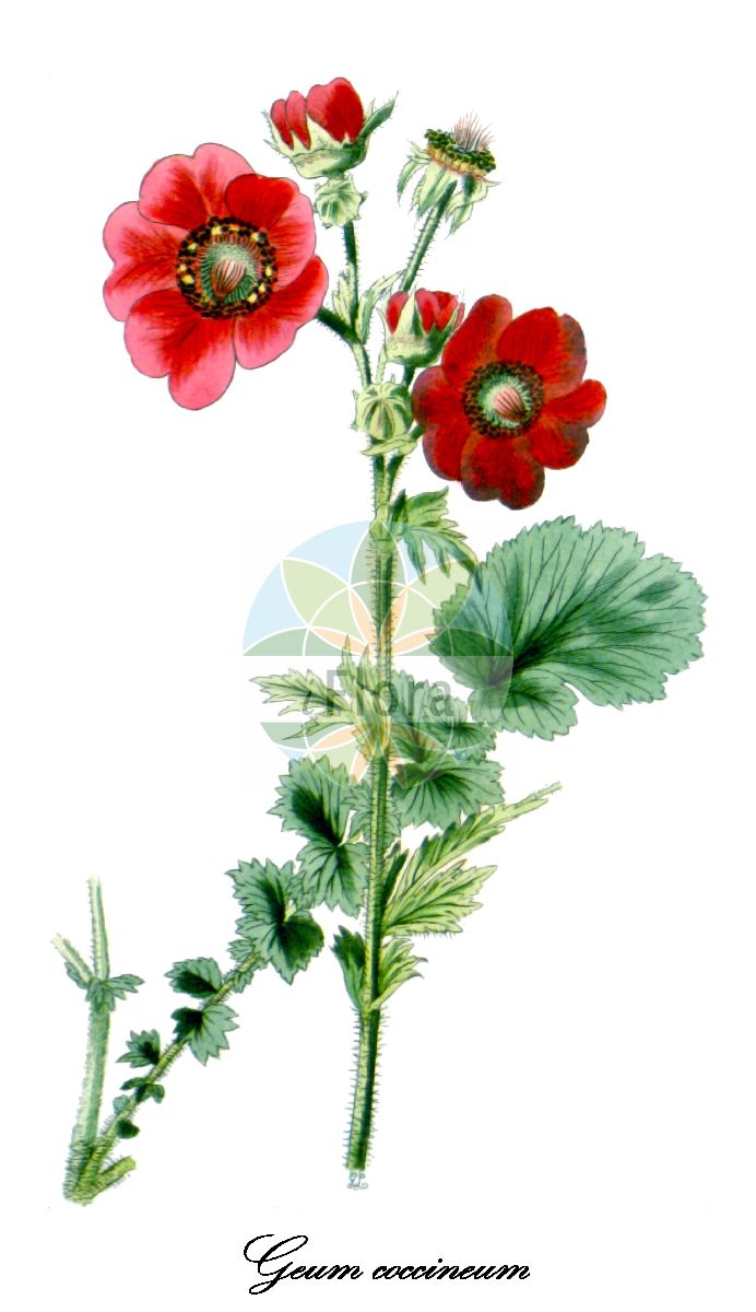 Historische Abbildung von Geum coccineum (Rote Nelkenwurz). Das Bild zeigt Blatt, Bluete, Frucht und Same. ---- Historical Drawing of Geum coccineum (Rote Nelkenwurz). The image is showing leaf, flower, fruit and seed.(Geum coccineum,Rote Nelkenwurz,Geum grandiflorum,Geum macedonicum,Geum nitidostylum,Geum sadleri,Geum,Nelkenwurz,Avens,Rosaceae,Rosengewächse,Rose family,Blatt,Bluete,Frucht,Same,leaf,flower,fruit,seed,The botanical cabinet (1827f))