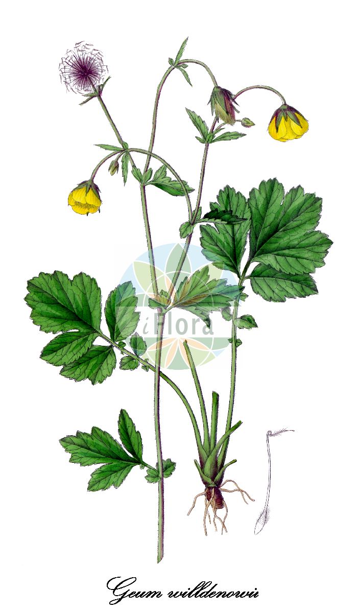 Historische Abbildung von Geum willdenowii (Willdenows Nelkenwurz). Das Bild zeigt Blatt, Bluete, Frucht und Same. ---- Historical Drawing of Geum willdenowii (Willdenows Nelkenwurz). The image is showing leaf, flower, fruit and seed.(Geum willdenowii,Willdenows Nelkenwurz,Geum,Nelkenwurz,Avens,Rosaceae,Rosengewächse,Rose family,Blatt,Bluete,Frucht,Same,leaf,flower,fruit,seed,Dietrich (1833-1844))