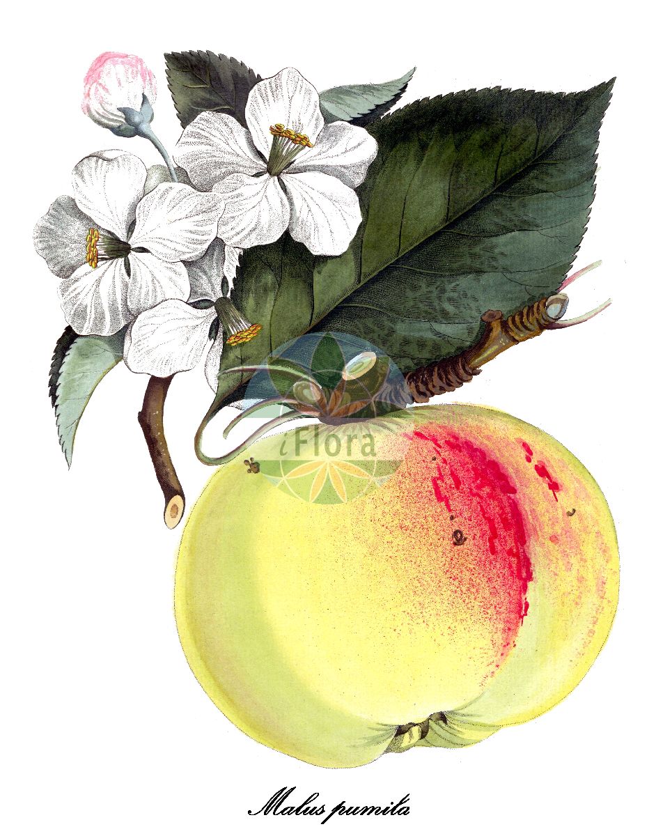 Historische Abbildung von Malus pumila (Kultur-Apfel - common crabapple). Das Bild zeigt Blatt, Bluete, Frucht und Same. ---- Historical Drawing of Malus pumila (Kultur-Apfel - common crabapple). The image is showing leaf, flower, fruit and seed.(Malus pumila,Kultur-Apfel,common crabapple,Malus dioica,Malus domestica,Malus frutescens,Malus paradisiaca,Malus sativa,Malus sieversii,Malus sylvestris,Pyrenia malus,Pyrus cavillea,Pyrus dioica,Pyrus epirotica,Pyrus paradisiaca,Pyrus prasomila,Pyrus pumila,Pyrus sieversii,Pyrus sylvestris,Sorbus malus,Garten-Apfel,Malus,Apfel,Apple,Rosaceae,Rosengewächse,Rose family,Blatt,Bluete,Frucht,Same,leaf,flower,fruit,seed,Allgemeines teutsches Garten-Magazin (1804-1811))