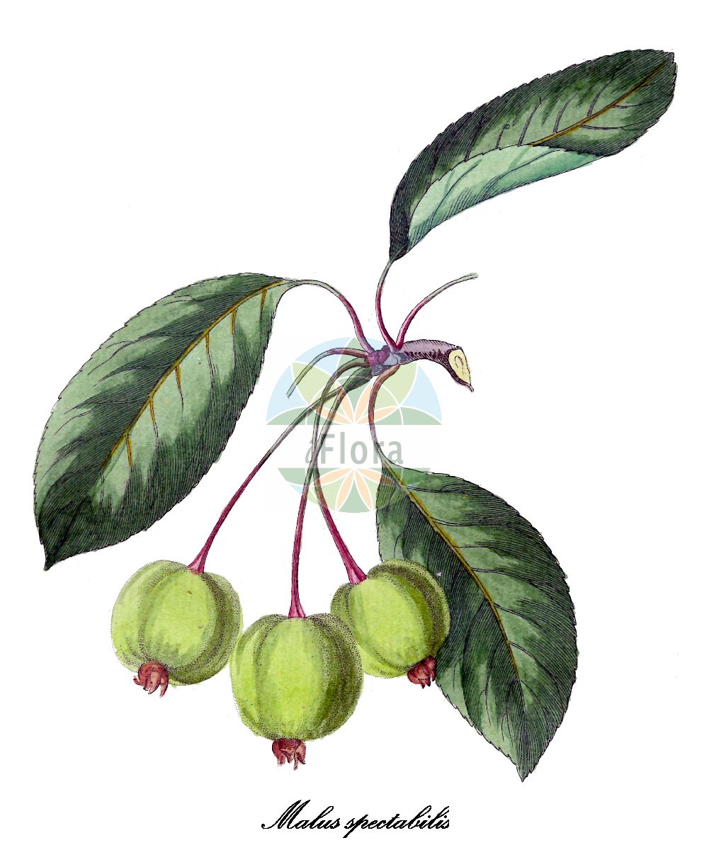 Historische Abbildung von Malus spectabilis (Chinesischer Apfel). Das Bild zeigt Blatt, Bluete, Frucht und Same. ---- Historical Drawing of Malus spectabilis (Chinesischer Apfel). The image is showing leaf, flower, fruit and seed.(Malus spectabilis,Chinesischer Apfel,Malus,Apfel,Apple,Rosaceae,Rosengewächse,Rose family,Blatt,Bluete,Frucht,Same,leaf,flower,fruit,seed,Allgemeines teutsches Garten-Magazin (1804-1811))