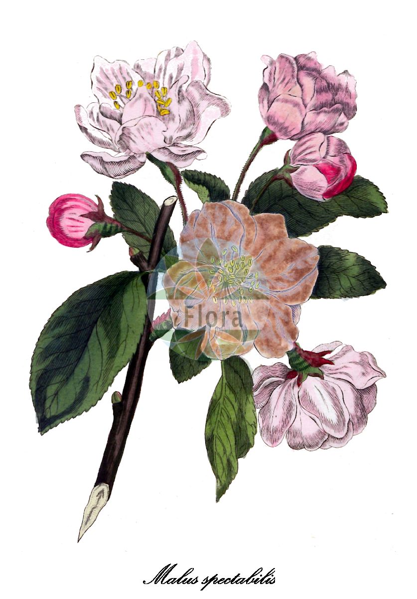 Historische Abbildung von Malus spectabilis (Chinesischer Apfel). Das Bild zeigt Blatt, Bluete, Frucht und Same. ---- Historical Drawing of Malus spectabilis (Chinesischer Apfel). The image is showing leaf, flower, fruit and seed.(Malus spectabilis,Chinesischer Apfel,Malus,Apfel,Apple,Rosaceae,Rosengewächse,Rose family,Blatt,Bluete,Frucht,Same,leaf,flower,fruit,seed,Allgemeines teutsches Garten-Magazin (1804-1811))