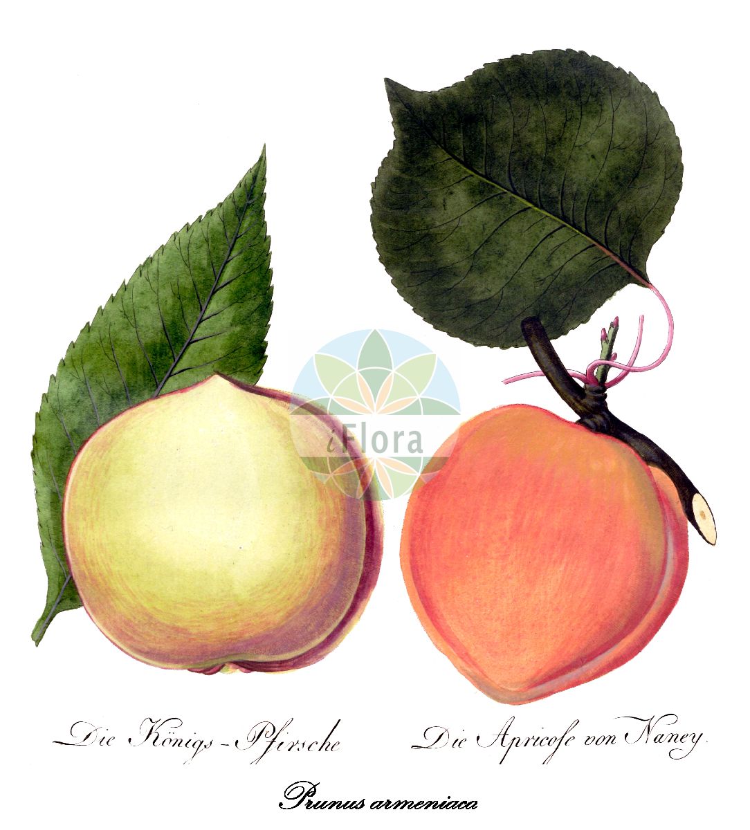 Historische Abbildung von Prunus armeniaca (Aprikose - Apricot). Das Bild zeigt Blatt, Bluete, Frucht und Same. ---- Historical Drawing of Prunus armeniaca (Aprikose - Apricot). The image is showing leaf, flower, fruit and seed.(Prunus armeniaca,Aprikose,Apricot,Armeniaca vulgaris,Kultur-Aprikose,Marille,Prunus,Kirsche,Plum,Rosaceae,Rosengewächse,Rose family,Blatt,Bluete,Frucht,Same,leaf,flower,fruit,seed,Allgemeines teutsches Garten-Magazin (1804-1811))