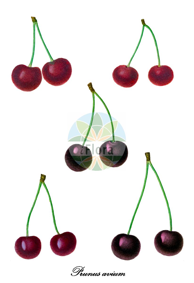 Historische Abbildung von Prunus avium (Vogel-Kirsche - Wild Cherry). Das Bild zeigt Blatt, Bluete, Frucht und Same. ---- Historical Drawing of Prunus avium (Vogel-Kirsche - Wild Cherry). The image is showing leaf, flower, fruit and seed.(Prunus avium,Vogel-Kirsche,Wild Cherry,Cerasus avicularis,Cerasus avium,Cerasus dulcis,Cerasus duracina,Cerasus hortensis,Cerasus juliana,Cerasus nigra,Cerasus nigricans,Cerasus silvestris,Cerasus varia,Druparia avium,Prunus duracina,Prunus juliana,Prunus nigricans,Prunus varia,Herz-Kirsche,Knorpel-Kirsche,Suess-Kirsche,Wild-Kirsche,Cherry,Gean,Mazzard,Sweet Cherry,Prunus,Kirsche,Plum,Rosaceae,Rosengewächse,Rose family,Blatt,Bluete,Frucht,Same,leaf,flower,fruit,seed,de Saint-Hilaire (1828-1833))