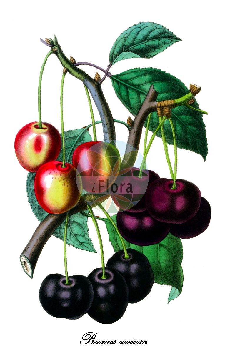 Historische Abbildung von Prunus avium (Vogel-Kirsche - Wild Cherry). Das Bild zeigt Blatt, Bluete, Frucht und Same. ---- Historical Drawing of Prunus avium (Vogel-Kirsche - Wild Cherry). The image is showing leaf, flower, fruit and seed.(Prunus avium,Vogel-Kirsche,Wild Cherry,Cerasus avicularis,Cerasus avium,Cerasus dulcis,Cerasus duracina,Cerasus hortensis,Cerasus juliana,Cerasus nigra,Cerasus nigricans,Cerasus silvestris,Cerasus varia,Druparia avium,Prunus duracina,Prunus juliana,Prunus nigricans,Prunus varia,Herz-Kirsche,Knorpel-Kirsche,Suess-Kirsche,Wild-Kirsche,Cherry,Gean,Mazzard,Sweet Cherry,Prunus,Kirsche,Plum,Rosaceae,Rosengewächse,Rose family,Blatt,Bluete,Frucht,Same,leaf,flower,fruit,seed,La Belgique horticole (1853))