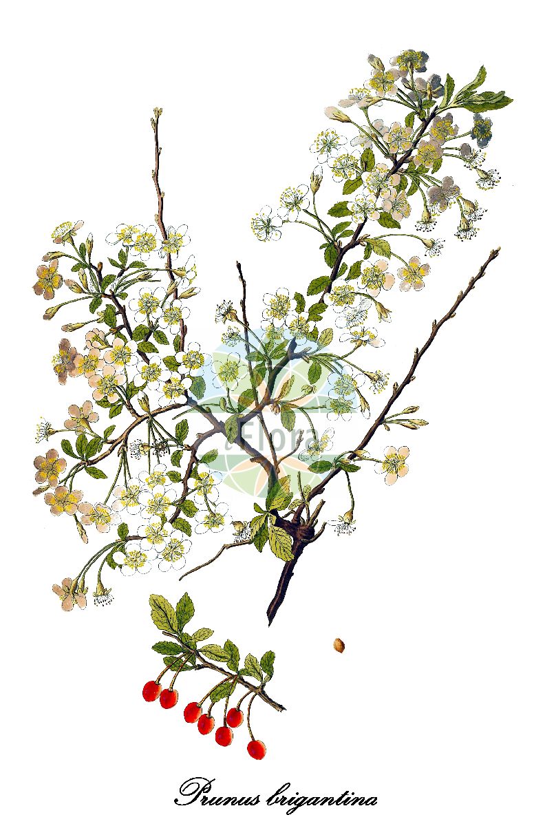 Historische Abbildung von Prunus brigantina (Apfelpflaume). Das Bild zeigt Blatt, Bluete, Frucht und Same. ---- Historical Drawing of Prunus brigantina (Apfelpflaume). The image is showing leaf, flower, fruit and seed.(Prunus brigantina,Apfelpflaume,Prunus brigantiaca,Prunus,Kirsche,Plum,Rosaceae,Rosengewächse,Rose family,Blatt,Bluete,Frucht,Same,leaf,flower,fruit,seed,von Jacquin (1781-1793))