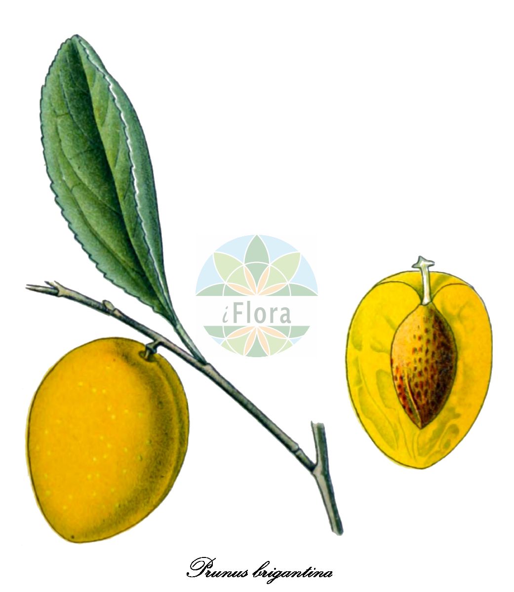 Historische Abbildung von Prunus brigantina (Apfelpflaume). Das Bild zeigt Blatt, Bluete, Frucht und Same. ---- Historical Drawing of Prunus brigantina (Apfelpflaume). The image is showing leaf, flower, fruit and seed.(Prunus brigantina,Apfelpflaume,Prunus brigantiaca,Prunus,Kirsche,Plum,Rosaceae,Rosengewächse,Rose family,Blatt,Bluete,Frucht,Same,leaf,flower,fruit,seed,Mouillefert (1892-1898))