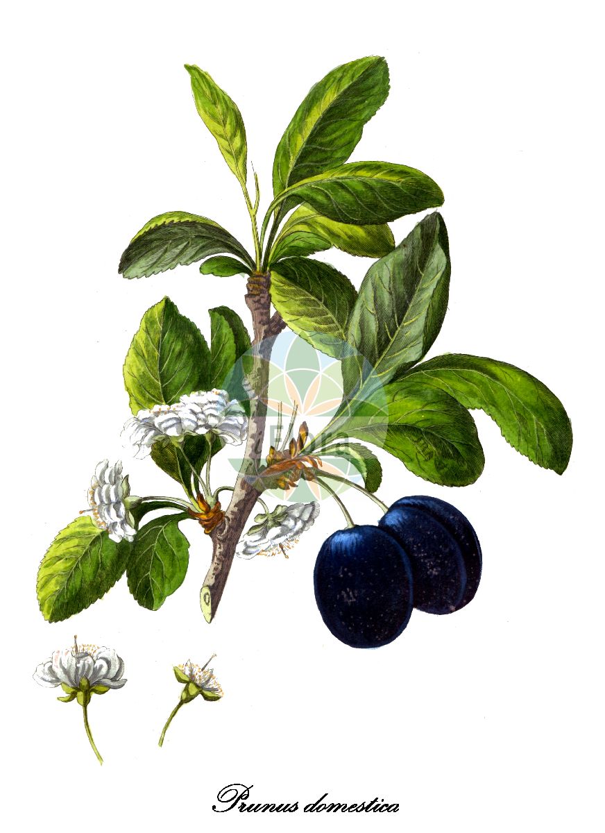 Historische Abbildung von Prunus domestica (Zwetschge - Wild Plum). Das Bild zeigt Blatt, Bluete, Frucht und Same. ---- Historical Drawing of Prunus domestica (Zwetschge - Wild Plum). The image is showing leaf, flower, fruit and seed.(Prunus domestica,Zwetschge,Wild Plum,Prunus communis,Hafer-Pflaume,Pflaume,European Plum,Garden Plum,Plum,Prunus,Kirsche,Plum,Rosaceae,Rosengewächse,Rose family,Blatt,Bluete,Frucht,Same,leaf,flower,fruit,seed,Allgemeines teutsches Garten-Magazin (1804-1811))