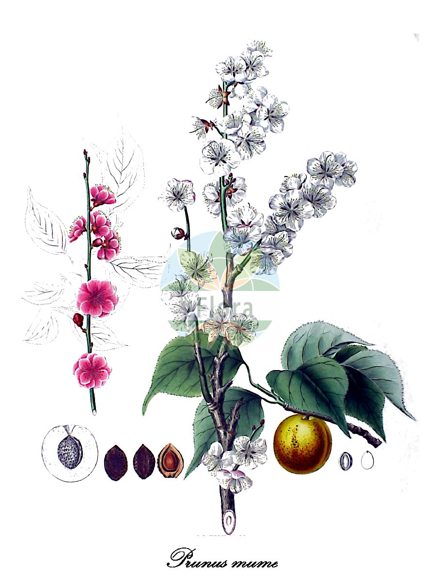 Historische Abbildung von Prunus mume (Ume). Das Bild zeigt Blatt, Bluete, Frucht und Same. ---- Historical Drawing of Prunus mume (Ume). The image is showing leaf, flower, fruit and seed.(Prunus mume,Ume,Japanische Aprikose,Japanische Pflaume,Winterkirsche,Prunus,Kirsche,Plum,Rosaceae,Rosengewächse,Rose family,Blatt,Bluete,Frucht,Same,leaf,flower,fruit,seed,von Siebold & Zuccarini (1835-1875))
