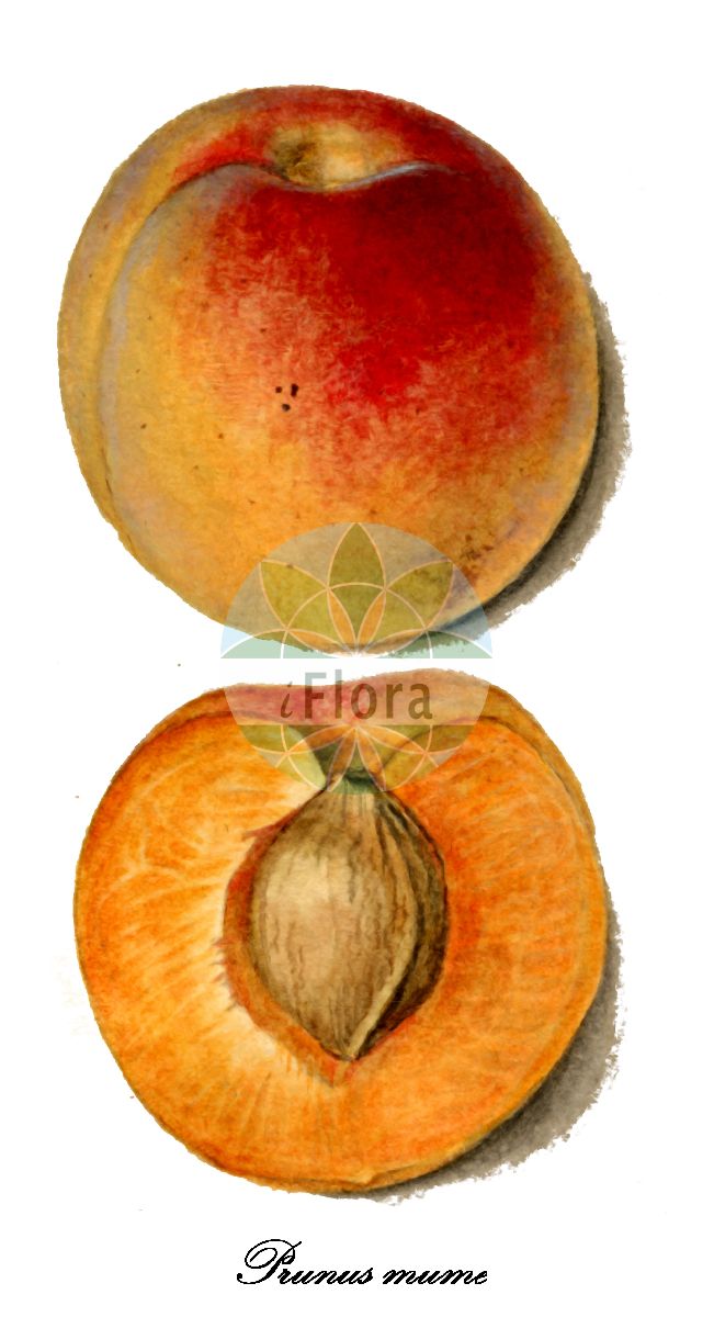 Historische Abbildung von Prunus mume (Ume). Das Bild zeigt Blatt, Bluete, Frucht und Same. ---- Historical Drawing of Prunus mume (Ume). The image is showing leaf, flower, fruit and seed.(Prunus mume,Ume,Japanische Aprikose,Japanische Pflaume,Winterkirsche,Prunus,Kirsche,Plum,Rosaceae,Rosengewächse,Rose family,Blatt,Bluete,Frucht,Same,leaf,flower,fruit,seed,USDA Pomological Watercolor Collection (1872-1948))