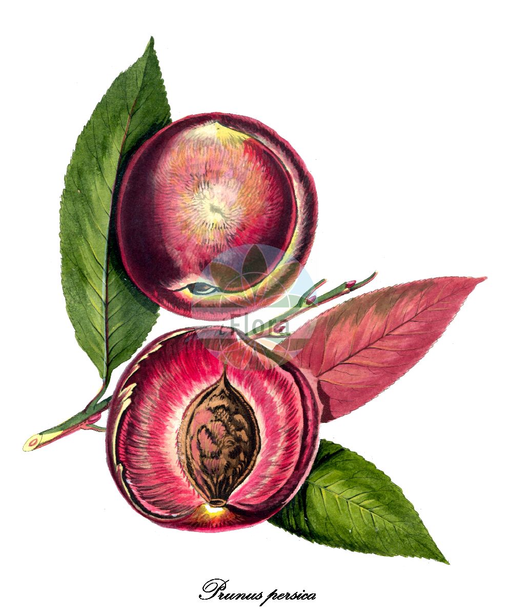 Historische Abbildung von Prunus persica (Pfirsich - Peach). Das Bild zeigt Blatt, Bluete, Frucht und Same. ---- Historical Drawing of Prunus persica (Pfirsich - Peach). The image is showing leaf, flower, fruit and seed.(Prunus persica,Pfirsich,Peach,Amygdalus persica,Persica laevis,Persica nucipersica,Persica vulgaris,Prunus daemonifuga,Kultur-Pfirsich,Nectarine,Prunus,Kirsche,Plum,Rosaceae,Rosengewächse,Rose family,Blatt,Bluete,Frucht,Same,leaf,flower,fruit,seed,Allgemeines teutsches Garten-Magazin (1804-1811))