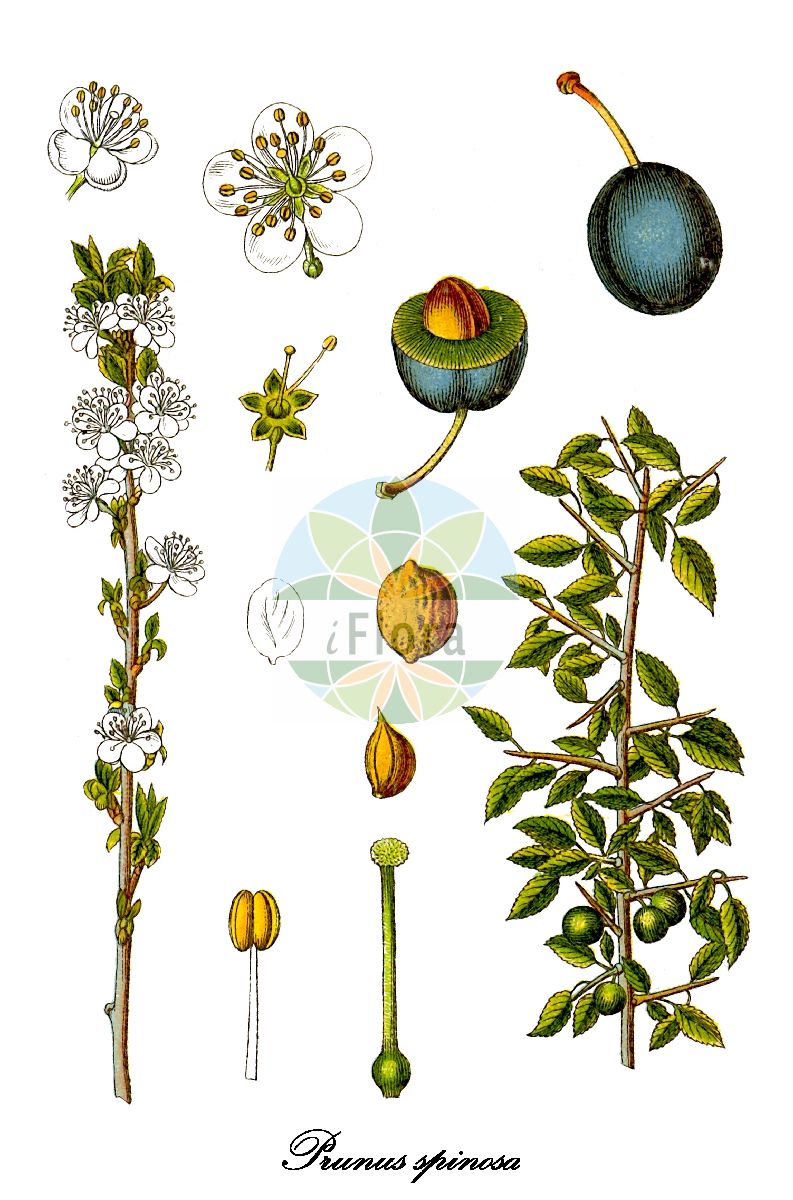 Historische Abbildung von Prunus spinosa (Schlehe - Blackthorn). Das Bild zeigt Blatt, Bluete, Frucht und Same. ---- Historical Drawing of Prunus spinosa (Schlehe - Blackthorn). The image is showing leaf, flower, fruit and seed.(Prunus spinosa,Schlehe,Blackthorn,Druparia spinosa,Prunus acacia,Prunus amygdaliformis,Prunus podolica,Prunus praecox,Prunus subvillosa,Gewoehnliche Schlehe,Schlehdorn,Schwarzdorn,Sloe,Prunus,Kirsche,Plum,Rosaceae,Rosengewächse,Rose family,Blatt,Bluete,Frucht,Same,leaf,flower,fruit,seed,Sturm (1796ff))