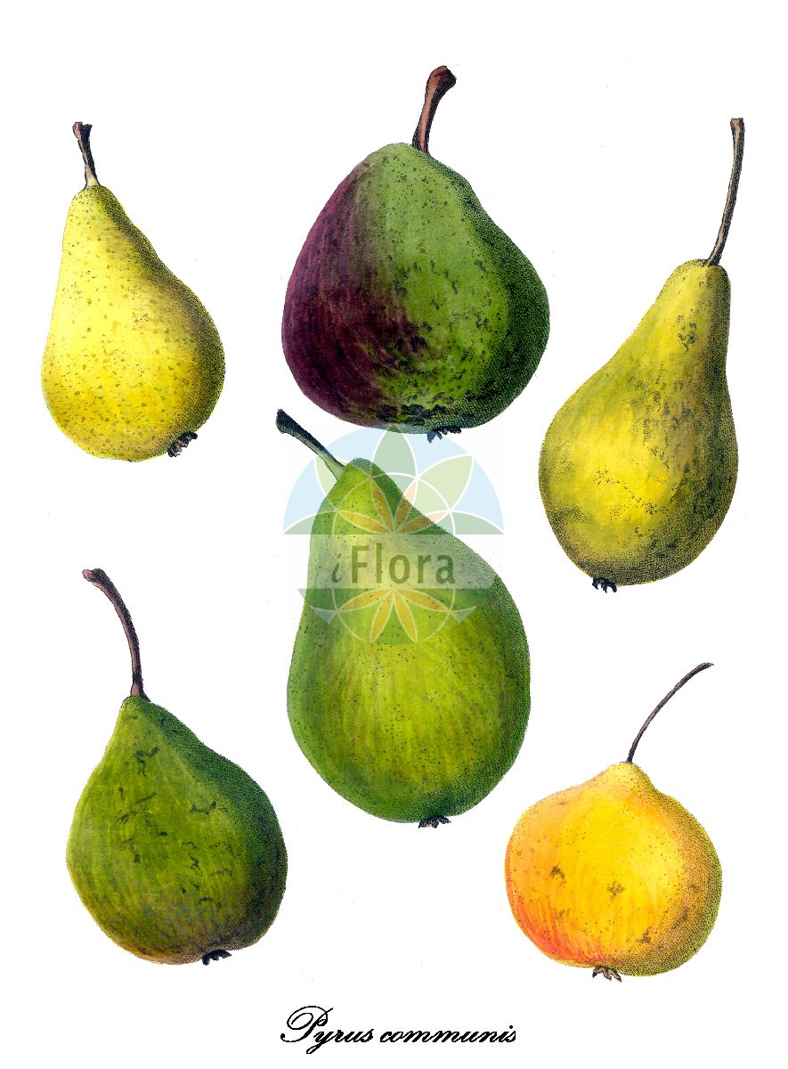 Historische Abbildung von Pyrus communis (Kultur-Birne - Pears). Das Bild zeigt Blatt, Bluete, Frucht und Same. ---- Historical Drawing of Pyrus communis (Kultur-Birne - Pears). The image is showing leaf, flower, fruit and seed.(Pyrus communis,Kultur-Birne,Pears,Crataegus excelsa,Pyrenia pyrus,Pyrus amphigenea,Pyrus balansae,Pyrus elata,Pyrus sosnovskyi,Pyrus vsevolodii,Sorbus pyrus,Garten-Birne,Common Pear,Pear,Wild Pear,Pyrus,Birne,Pear,Rosaceae,Rosengewächse,Rose family,Blatt,Bluete,Frucht,Same,leaf,flower,fruit,seed,Allgemeines teutsches Garten-Magazin (1804-1811))
