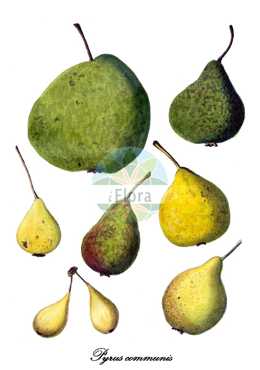 Historische Abbildung von Pyrus communis (Kultur-Birne - Pears). Das Bild zeigt Blatt, Bluete, Frucht und Same. ---- Historical Drawing of Pyrus communis (Kultur-Birne - Pears). The image is showing leaf, flower, fruit and seed.(Pyrus communis,Kultur-Birne,Pears,Crataegus excelsa,Pyrenia pyrus,Pyrus amphigenea,Pyrus balansae,Pyrus elata,Pyrus sosnovskyi,Pyrus vsevolodii,Sorbus pyrus,Garten-Birne,Common Pear,Pear,Wild Pear,Pyrus,Birne,Pear,Rosaceae,Rosengewächse,Rose family,Blatt,Bluete,Frucht,Same,leaf,flower,fruit,seed,Allgemeines teutsches Garten-Magazin (1804-1811))