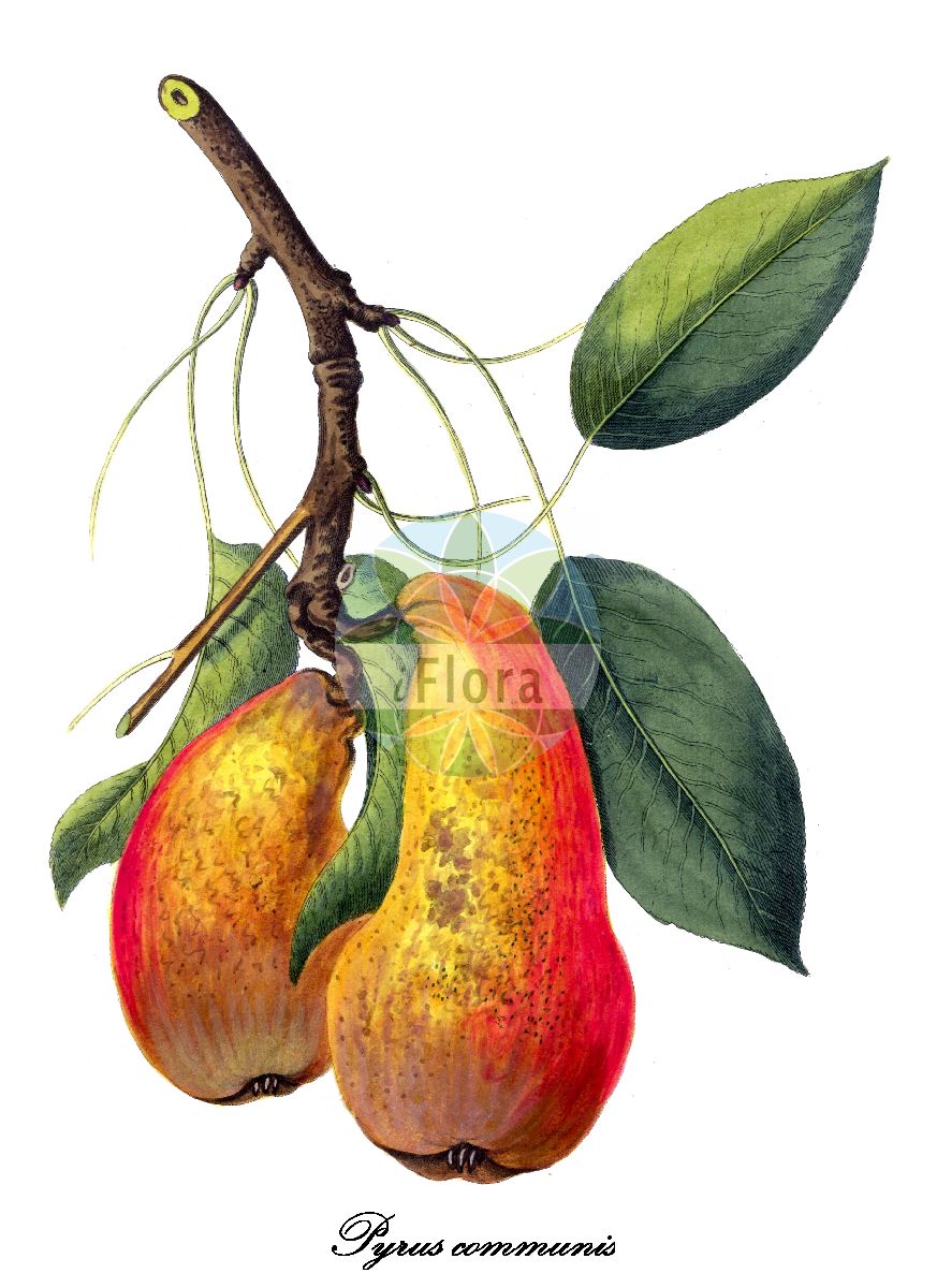 Historische Abbildung von Pyrus communis (Kultur-Birne - Pears). Das Bild zeigt Blatt, Bluete, Frucht und Same. ---- Historical Drawing of Pyrus communis (Kultur-Birne - Pears). The image is showing leaf, flower, fruit and seed.(Pyrus communis,Kultur-Birne,Pears,Crataegus excelsa,Pyrenia pyrus,Pyrus amphigenea,Pyrus balansae,Pyrus elata,Pyrus sosnovskyi,Pyrus vsevolodii,Sorbus pyrus,Garten-Birne,Common Pear,Pear,Wild Pear,Pyrus,Birne,Pear,Rosaceae,Rosengewächse,Rose family,Blatt,Bluete,Frucht,Same,leaf,flower,fruit,seed,Bertuch (1815-1824))