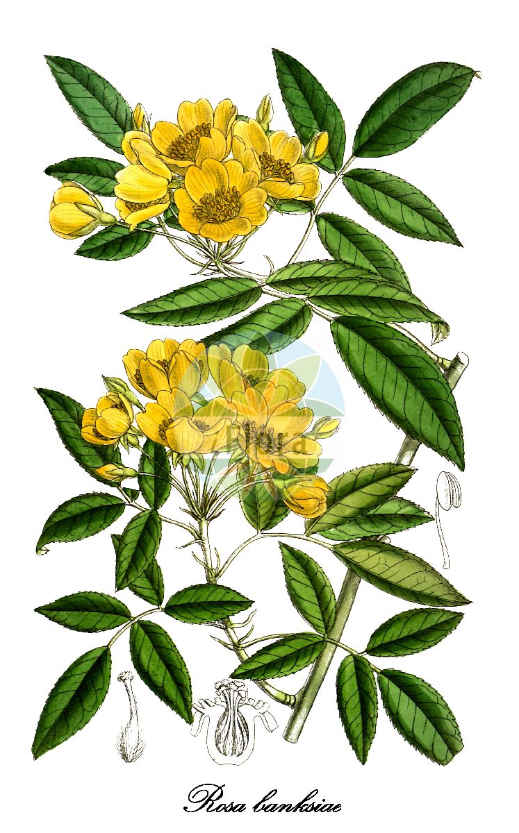 Historische Abbildung von Rosa banksiae (Banks-Rose). Das Bild zeigt Blatt, Bluete, Frucht und Same. ---- Historical Drawing of Rosa banksiae (Banks-Rose). The image is showing leaf, flower, fruit and seed.(Rosa banksiae,Banks-Rose,Rosa,Rose,Rose,Rosaceae,Rosengewächse,Rose family,Blatt,Bluete,Frucht,Same,leaf,flower,fruit,seed,Curtis Botanical Magazine (1891))