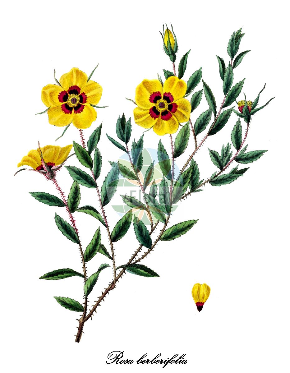 Historische Abbildung von Rosa berberifolia. Das Bild zeigt Blatt, Bluete, Frucht und Same. ---- Historical Drawing of Rosa berberifolia. The image is showing leaf, flower, fruit and seed.(Rosa berberifolia,Rosa,Rose,Rose,Rosaceae,Rosengewächse,Rose family,Blatt,Bluete,Frucht,Same,leaf,flower,fruit,seed,Bertuch (1815-1824))