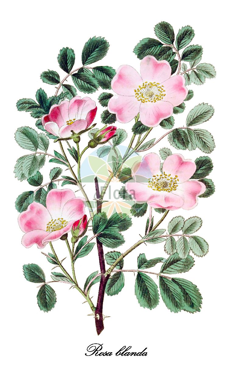 Historische Abbildung von Rosa blanda (Eschen-Rose - Arizona rose). Das Bild zeigt Blatt, Bluete, Frucht und Same. ---- Historical Drawing of Rosa blanda (Eschen-Rose - Arizona rose). The image is showing leaf, flower, fruit and seed.(Rosa blanda,Eschen-Rose,Arizona rose,Rosa woodsii,Eschenblaettrige Rose,Labrador-Rose,Wiesen-Rose,Rosa,Rose,Rose,Rosaceae,Rosengewächse,Rose family,Blatt,Bluete,Frucht,Same,leaf,flower,fruit,seed,Botanical Register (1826))