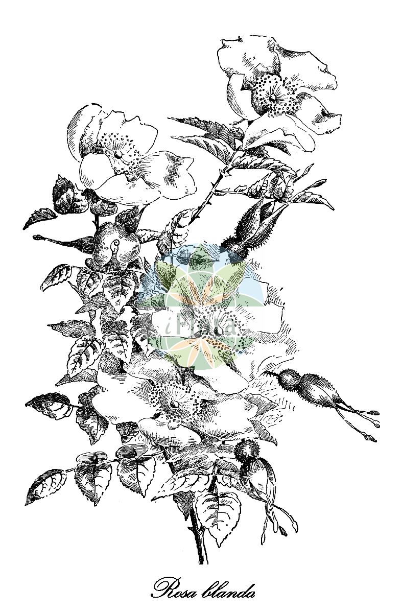 Historische Abbildung von Rosa blanda (Eschen-Rose - Arizona rose). Das Bild zeigt Blatt, Bluete, Frucht und Same. ---- Historical Drawing of Rosa blanda (Eschen-Rose - Arizona rose). The image is showing leaf, flower, fruit and seed.(Rosa blanda,Eschen-Rose,Arizona rose,Rosa woodsii,Eschenblaettrige Rose,Labrador-Rose,Wiesen-Rose,Rosa,Rose,Rose,Rosaceae,Rosengewächse,Rose family,Blatt,Bluete,Frucht,Same,leaf,flower,fruit,seed,Lounsberry & Rowan (1899))
