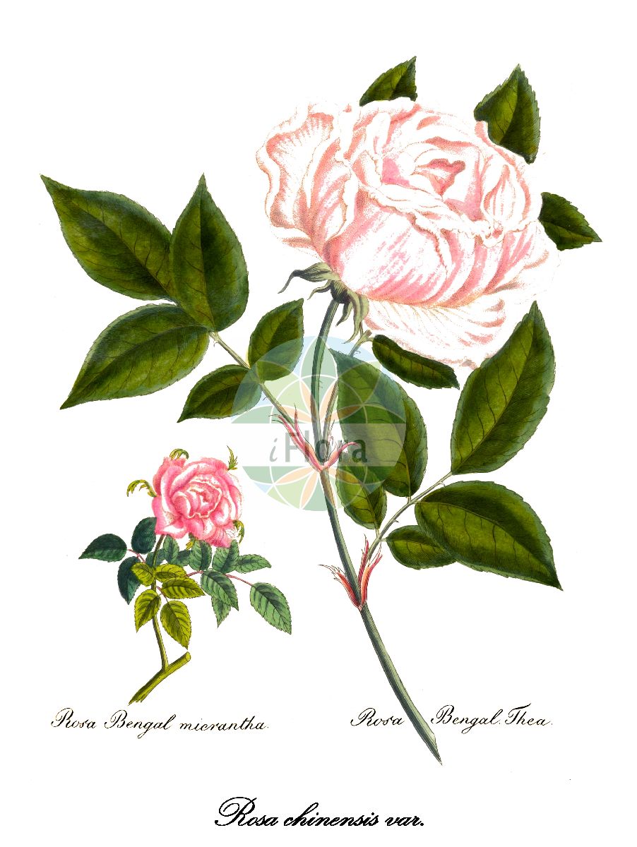 Historische Abbildung von Rosa chinensis var. semperflorens. Das Bild zeigt Blatt, Bluete, Frucht und Same. ---- Historical Drawing of Rosa chinensis var. semperflorens. The image is showing leaf, flower, fruit and seed.(Rosa chinensis var. semperflorens,Rosa,Rose,Rose,Rosaceae,Rosengewächse,Rose family,Blatt,Bluete,Frucht,Same,leaf,flower,fruit,seed,Bertuch (1815-1824))