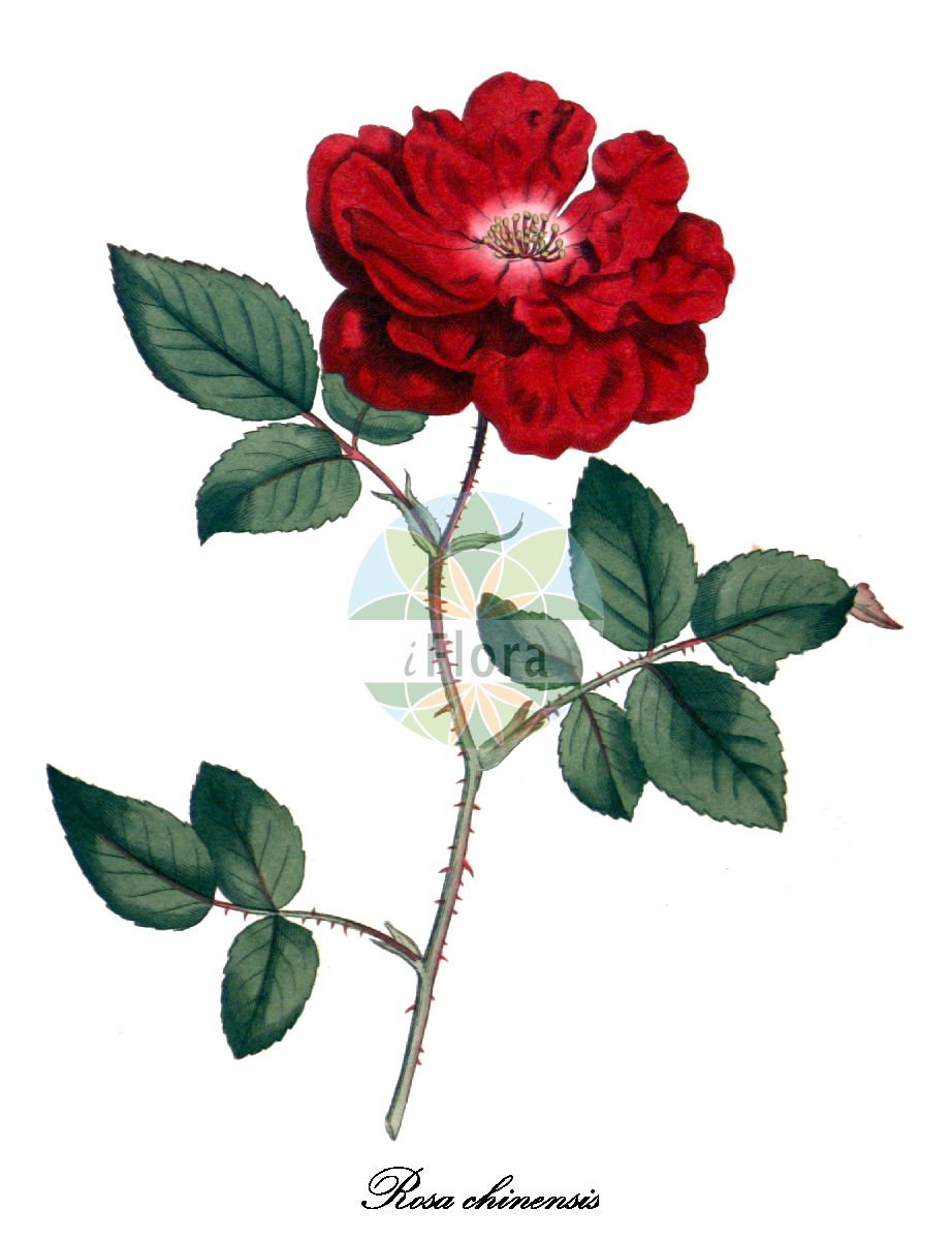 Historische Abbildung von Rosa chinensis (China-Rose). Das Bild zeigt Blatt, Bluete, Frucht und Same. ---- Historical Drawing of Rosa chinensis (China-Rose). The image is showing leaf, flower, fruit and seed.(Rosa chinensis,China-Rose,Rosa,Rose,Rose,Rosaceae,Rosengewächse,Rose family,Blatt,Bluete,Frucht,Same,leaf,flower,fruit,seed,Curtis Botanical Magazine (1787ff))