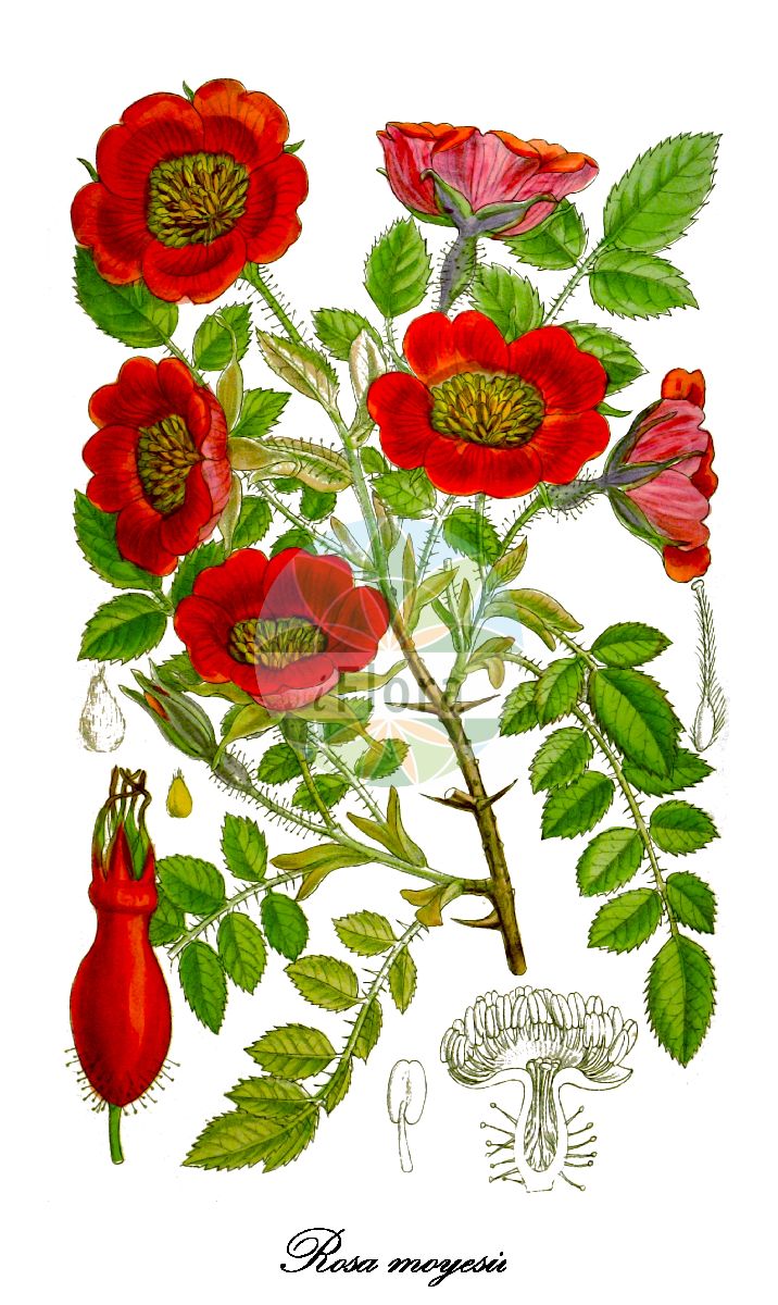 Historische Abbildung von Rosa moyesii. Das Bild zeigt Blatt, Bluete, Frucht und Same. ---- Historical Drawing of Rosa moyesii. The image is showing leaf, flower, fruit and seed.(Rosa moyesii,Rosa,Rose,Rose,Rosaceae,Rosengewächse,Rose family,Blatt,Bluete,Frucht,Same,leaf,flower,fruit,seed,Curtis Botanical Magazine (1910))