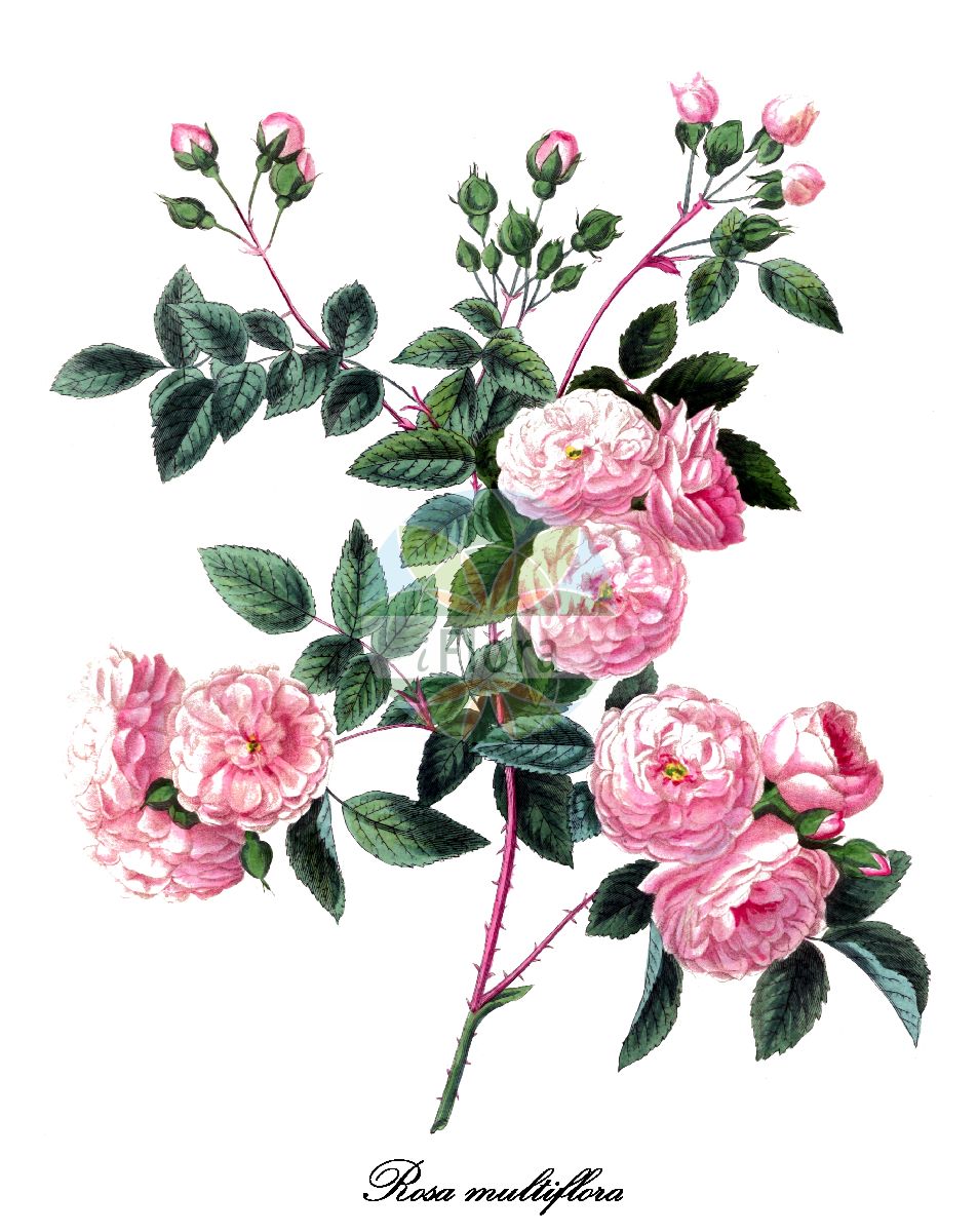 Historische Abbildung von Rosa multiflora (Büschel-Rose - Many-flowered Rose). Das Bild zeigt Blatt, Bluete, Frucht und Same. ---- Historical Drawing of Rosa multiflora (Büschel-Rose - Many-flowered Rose). The image is showing leaf, flower, fruit and seed.(Rosa multiflora,Büschel-Rose,Many-flowered Rose,Vielbluetige Rose,Rosa,Rose,Rose,Rosaceae,Rosengewächse,Rose family,Blatt,Bluete,Frucht,Same,leaf,flower,fruit,seed,Bertuch (1815-1824))