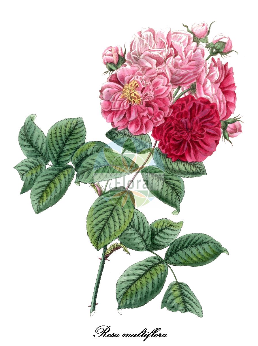 Historische Abbildung von Rosa multiflora (Büschel-Rose - Many-flowered Rose). Das Bild zeigt Blatt, Bluete, Frucht und Same. ---- Historical Drawing of Rosa multiflora (Büschel-Rose - Many-flowered Rose). The image is showing leaf, flower, fruit and seed.(Rosa multiflora,Büschel-Rose,Many-flowered Rose,Vielbluetige Rose,Rosa,Rose,Rose,Rosaceae,Rosengewächse,Rose family,Blatt,Bluete,Frucht,Same,leaf,flower,fruit,seed,Bertuch (1815-1824))