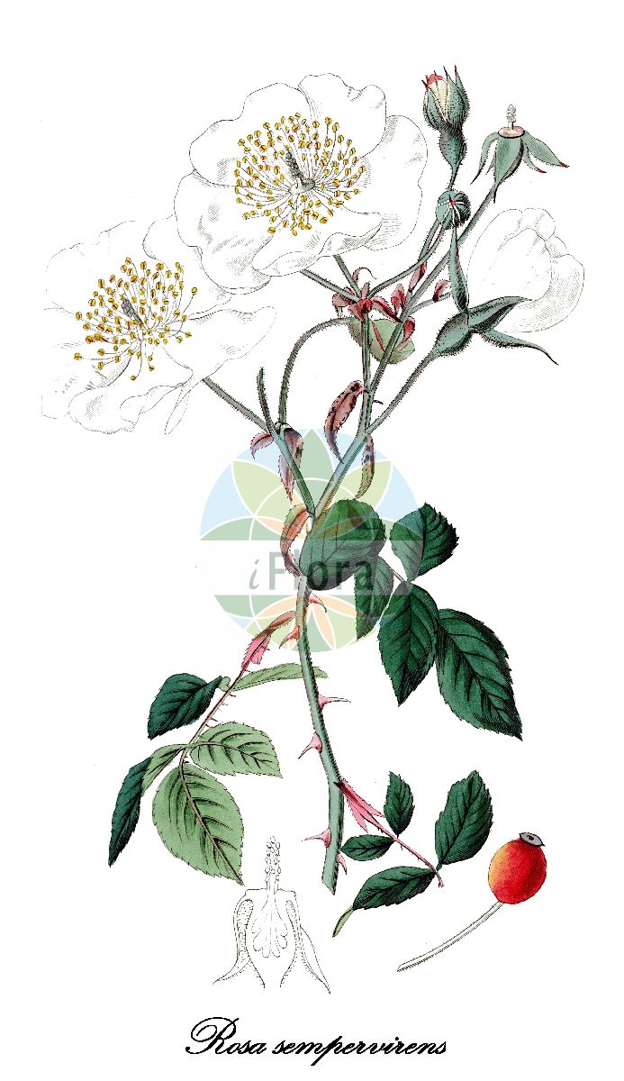 Historische Abbildung von Rosa sempervirens (Immergrüne Rose). Das Bild zeigt Blatt, Bluete, Frucht und Same. ---- Historical Drawing of Rosa sempervirens (Immergrüne Rose). The image is showing leaf, flower, fruit and seed.(Rosa sempervirens,Immergrüne Rose,Ripartia sempervirens,Rosa amicii,Rosa atrovirens,Rosa balearica,Rosa fusca,Rosa gandogeriana,Rosa melvinii,Rosa prostrata,Rosa scandens,Rosa,Rose,Rose,Rosaceae,Rosengewächse,Rose family,Blatt,Bluete,Frucht,Same,leaf,flower,fruit,seed,Botanical Register (1815-1828))
