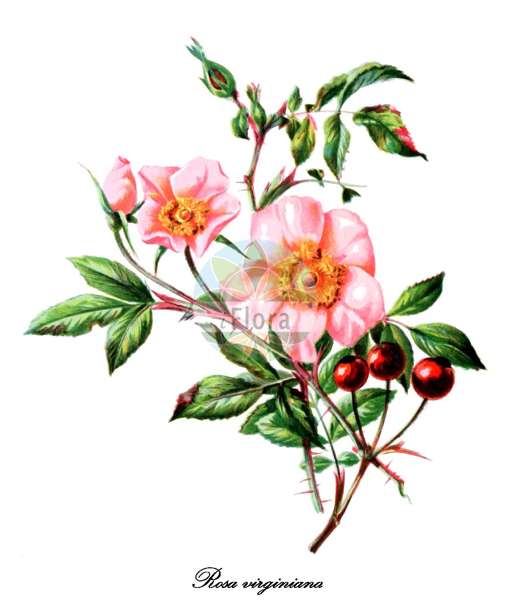 Historische Abbildung von Rosa virginiana (Virginia Rose). Das Bild zeigt Blatt, Bluete, Frucht und Same. ---- Historical Drawing of Rosa virginiana (Virginia Rose). The image is showing leaf, flower, fruit and seed.(Rosa virginiana,Virginia Rose,Rosa lucida,Rosa,Rose,Rose,Rosaceae,Rosengewächse,Rose family,Blatt,Bluete,Frucht,Same,leaf,flower,fruit,seed,Meehan (1878-1879))