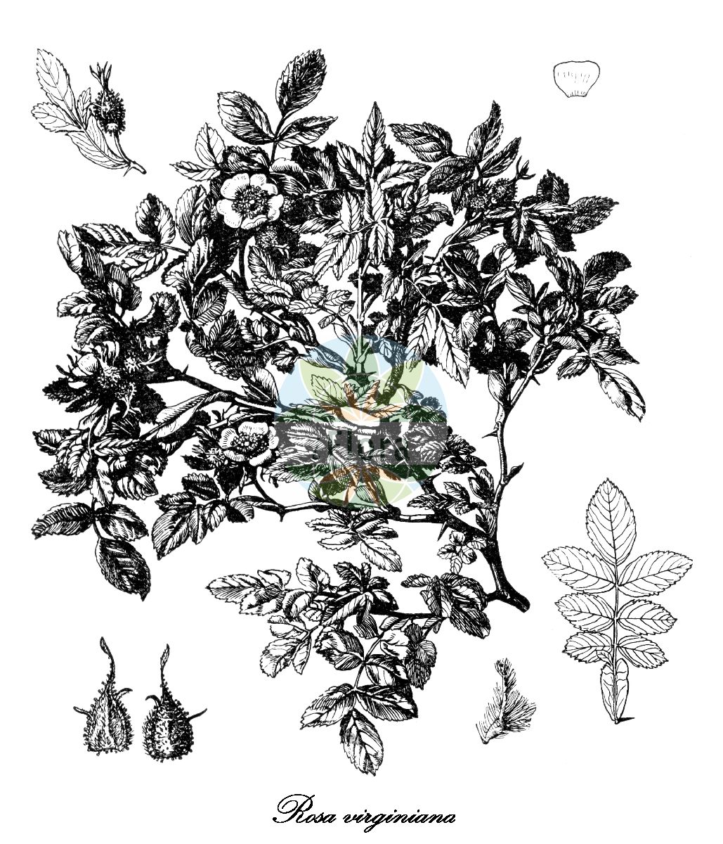 Historische Abbildung von Rosa virginiana (Virginia Rose). Das Bild zeigt Blatt, Bluete, Frucht und Same. ---- Historical Drawing of Rosa virginiana (Virginia Rose). The image is showing leaf, flower, fruit and seed.(Rosa virginiana,Virginia Rose,Rosa lucida,Rosa,Rose,Rose,Rosaceae,Rosengewächse,Rose family,Blatt,Bluete,Frucht,Same,leaf,flower,fruit,seed,Hegi (1908ff))