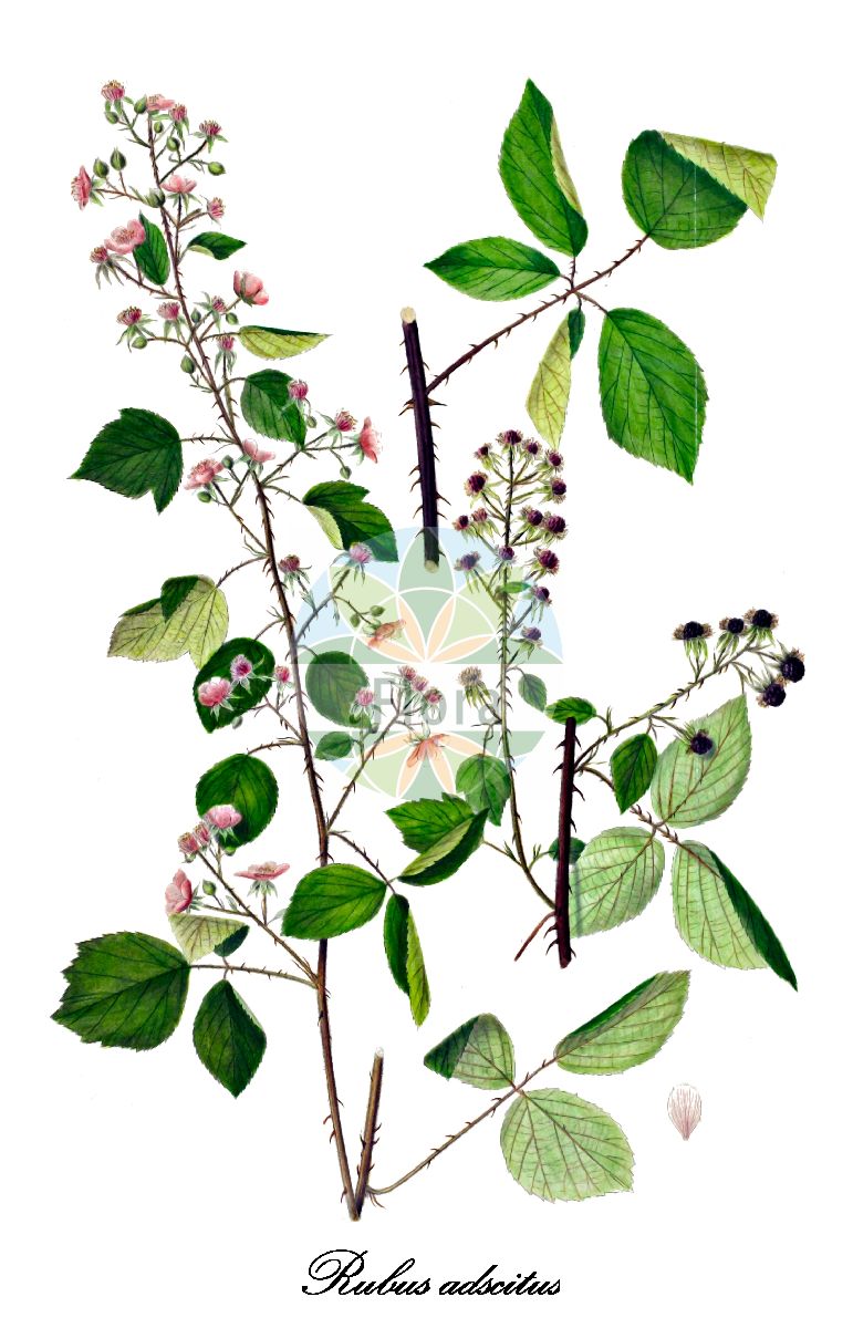 Historische Abbildung von Rubus adscitus (Fremde Brombeere). Das Bild zeigt Blatt, Bluete, Frucht und Same. ---- Historical Drawing of Rubus adscitus (Fremde Brombeere). The image is showing leaf, flower, fruit and seed.(Rubus adscitus,Fremde Brombeere,Rubus,Brombeere,Bramble,Rosaceae,Rosengewächse,Rose family,Blatt,Bluete,Frucht,Same,leaf,flower,fruit,seed,Oeder (1761-1883))