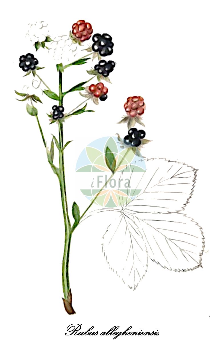Historische Abbildung von Rubus allegheniensis (Allegheny-Brombeere - Allegheny blackberry). Das Bild zeigt Blatt, Bluete, Frucht und Same. ---- Historical Drawing of Rubus allegheniensis (Allegheny-Brombeere - Allegheny blackberry). The image is showing leaf, flower, fruit and seed.(Rubus allegheniensis,Allegheny-Brombeere,Allegheny blackberry,Rubus avipes,Rubus bractealis,Rubus congruus,Rubus floricomus,Rubus latens,Rubus nuperus,Rubus par,Rubus paulus,Rubus rappii,Rubus separ,Rubus villosus,Mountain Blackberry,Sow-teat Blackberry,Rubus,Brombeere,Bramble,Rosaceae,Rosengewächse,Rose family,Blatt,Bluete,Frucht,Same,leaf,flower,fruit,seed,Sharp (1888-1910))